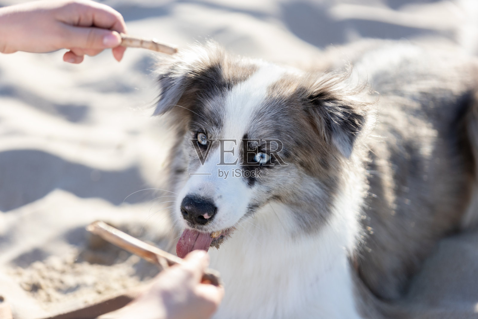 阳光明媚的日子里，博德柯利狗和它的主人在沙滩上玩棍子照片摄影图片