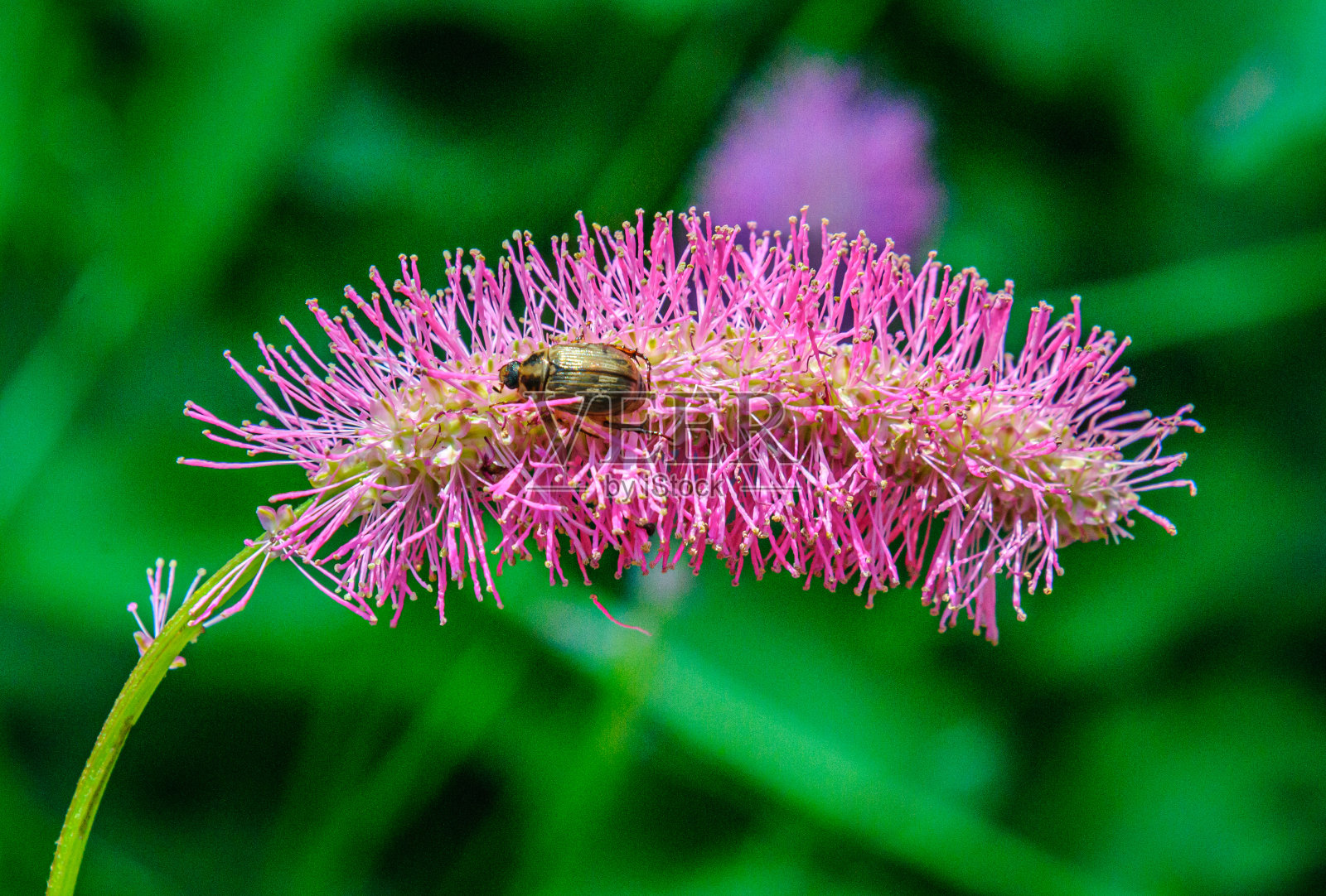 一只丁香松鼠上的甲虫照片摄影图片