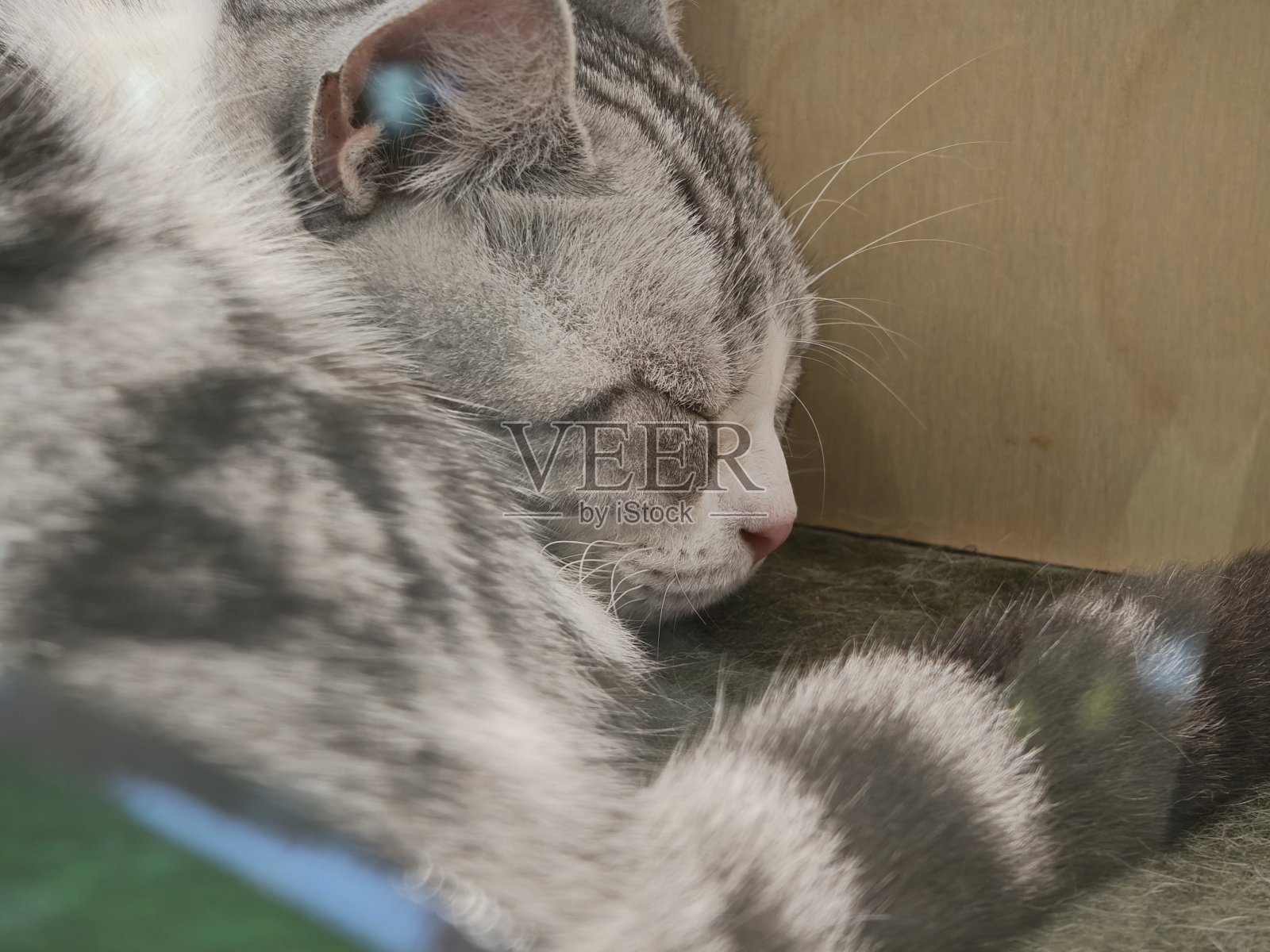 美式短发照片摄影图片