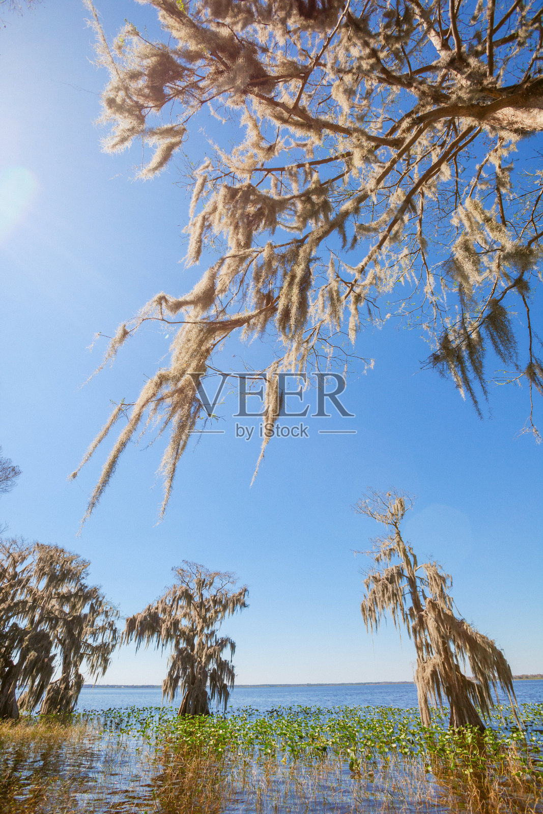 苔藓覆盖的秃柏树，佛罗里达照片摄影图片