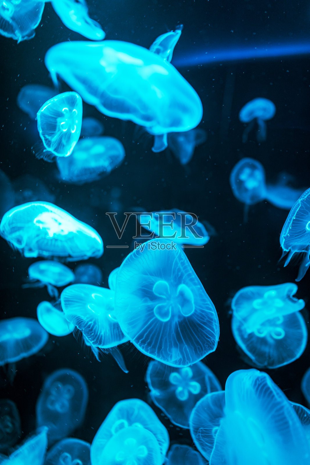 在黑暗的海底世界的小流苏水母的深海动物照片摄影图片