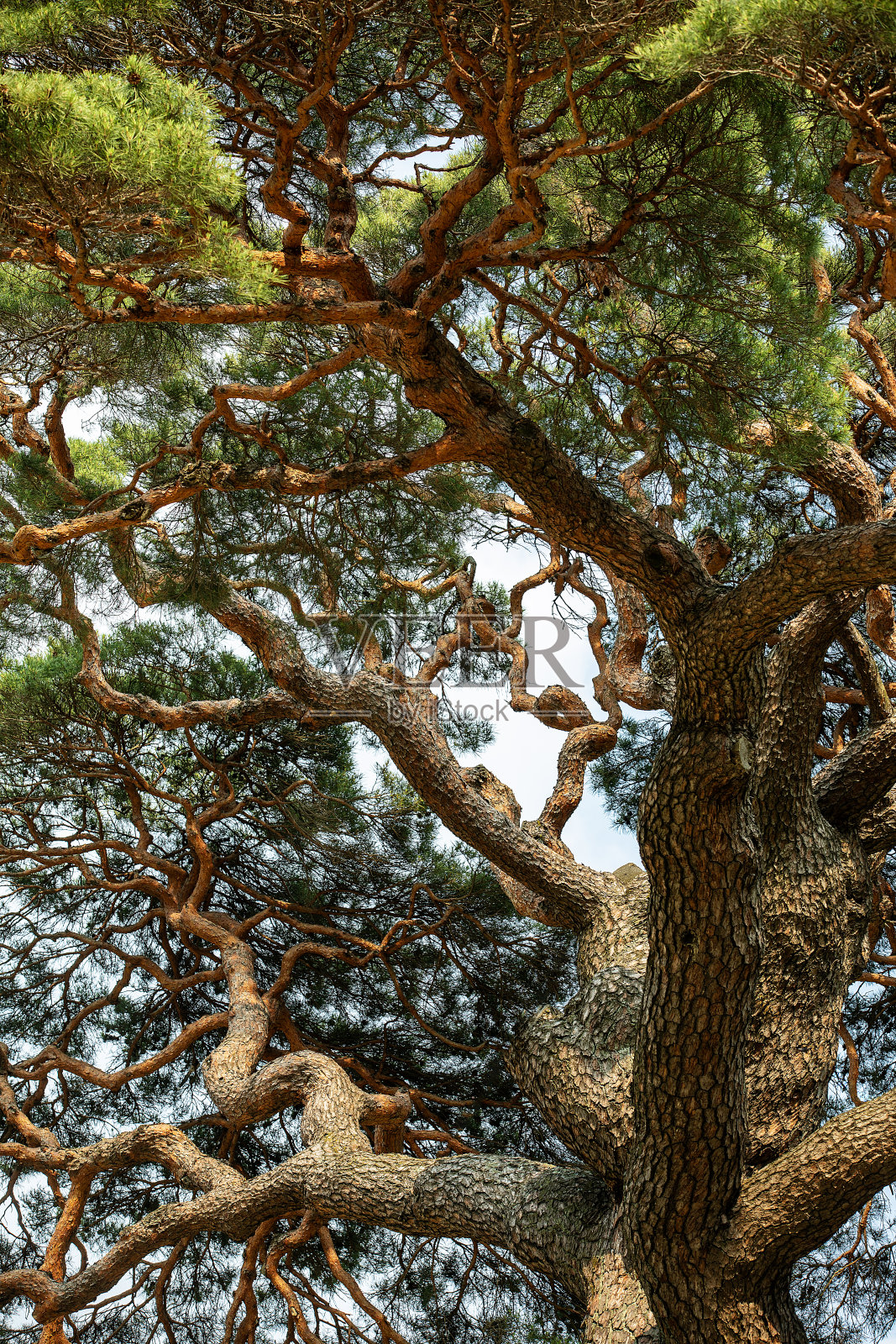 树照片摄影图片