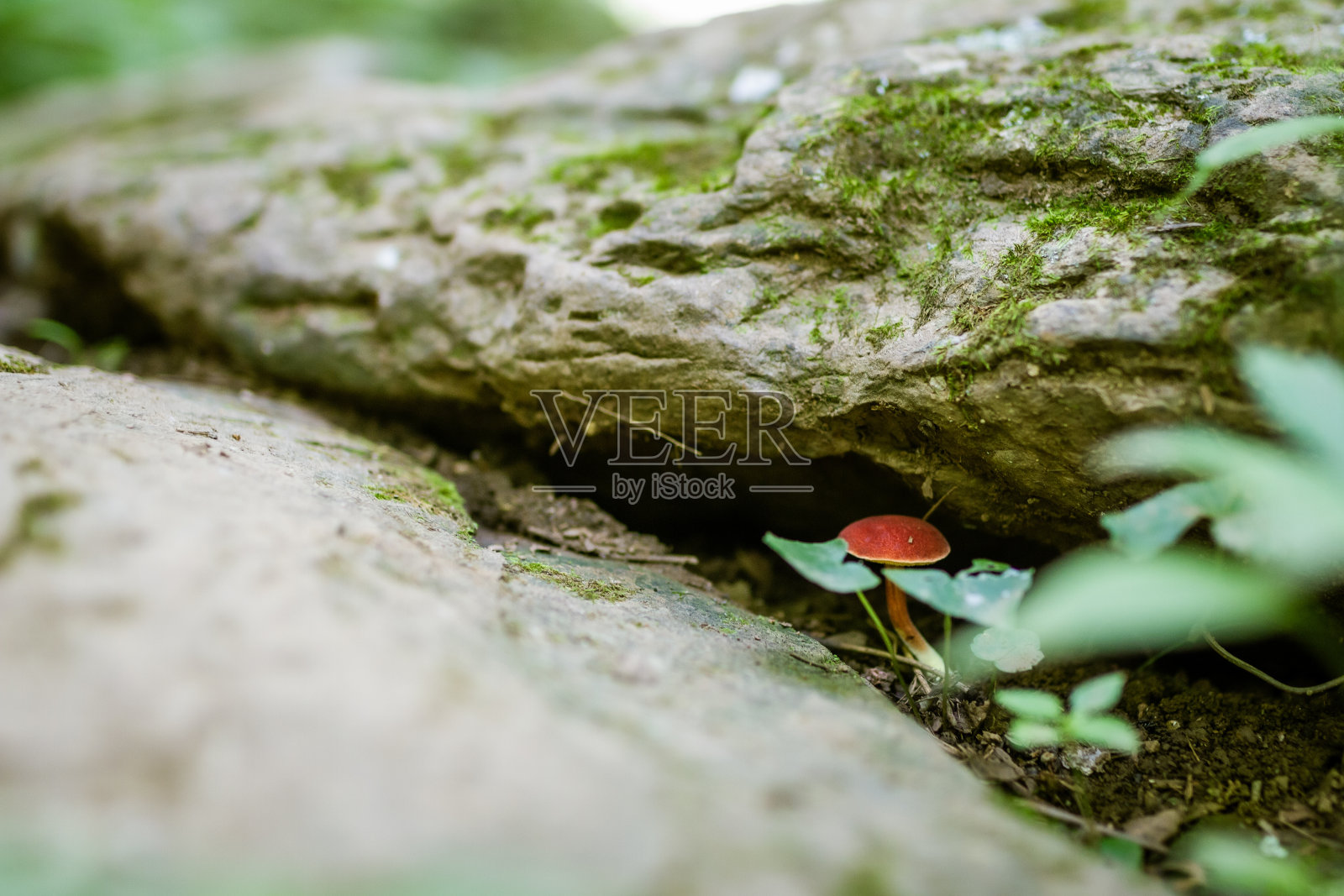 生长在森林里的蘑菇照片摄影图片
