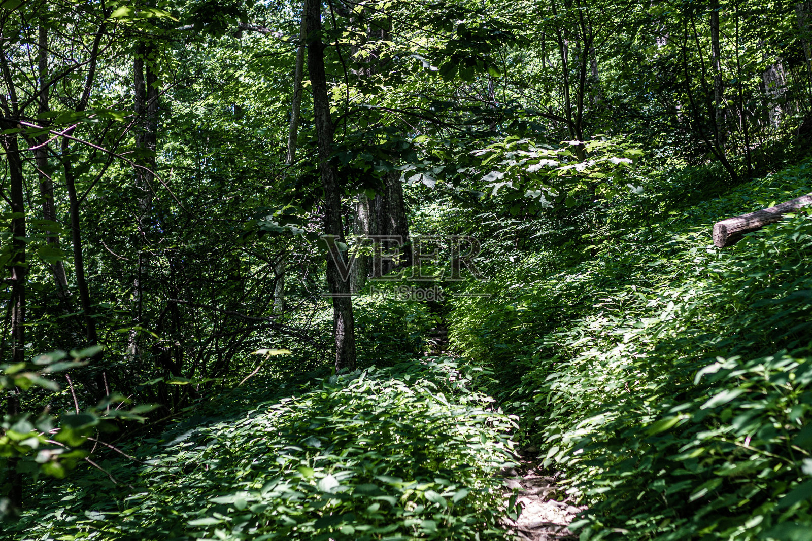 在森林深处的灌木丛中生长着小径照片摄影图片