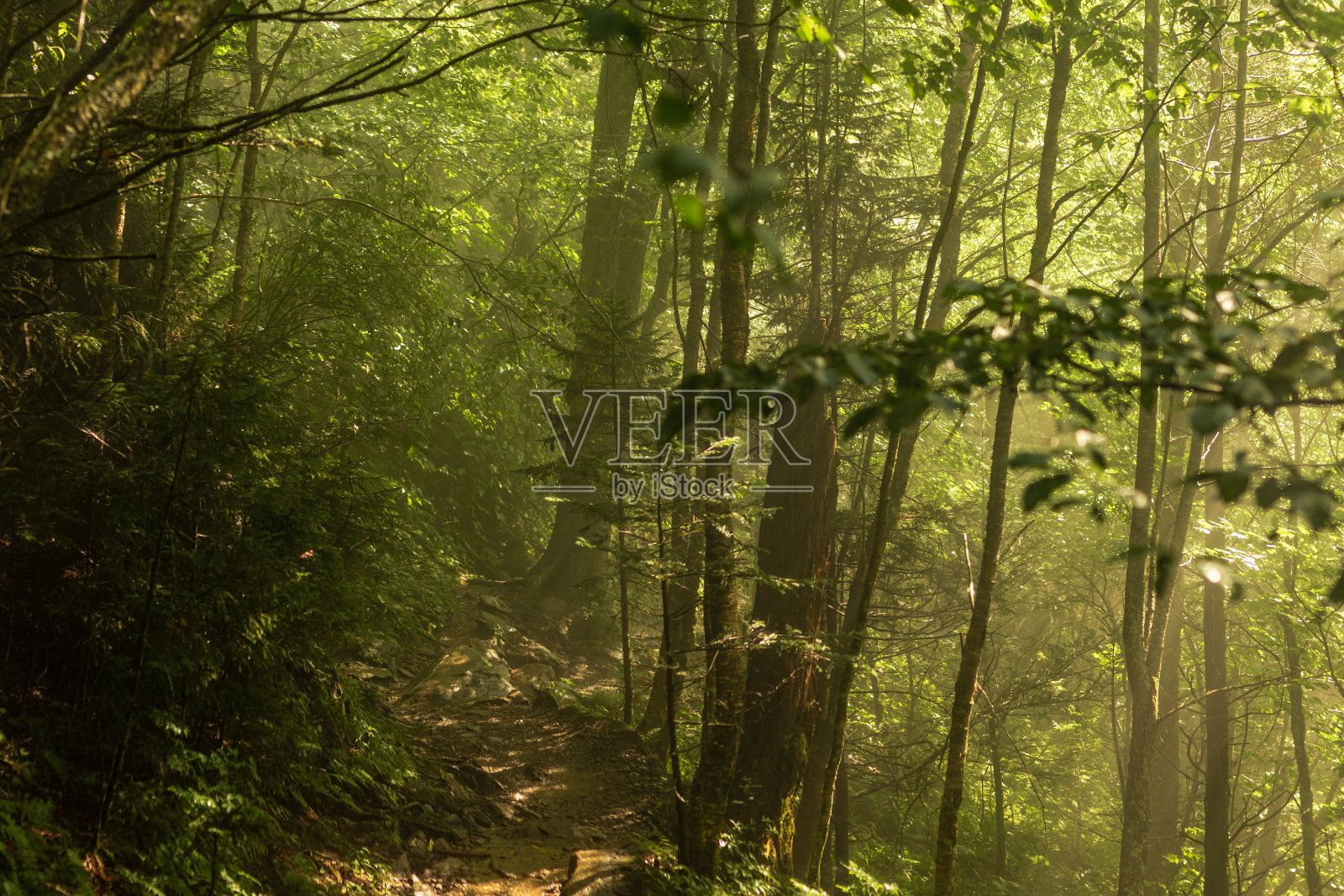 阳光明媚的日子里，在烟雾山国家公园里，一条小路走在雾气弥漫的森林里照片摄影图片
