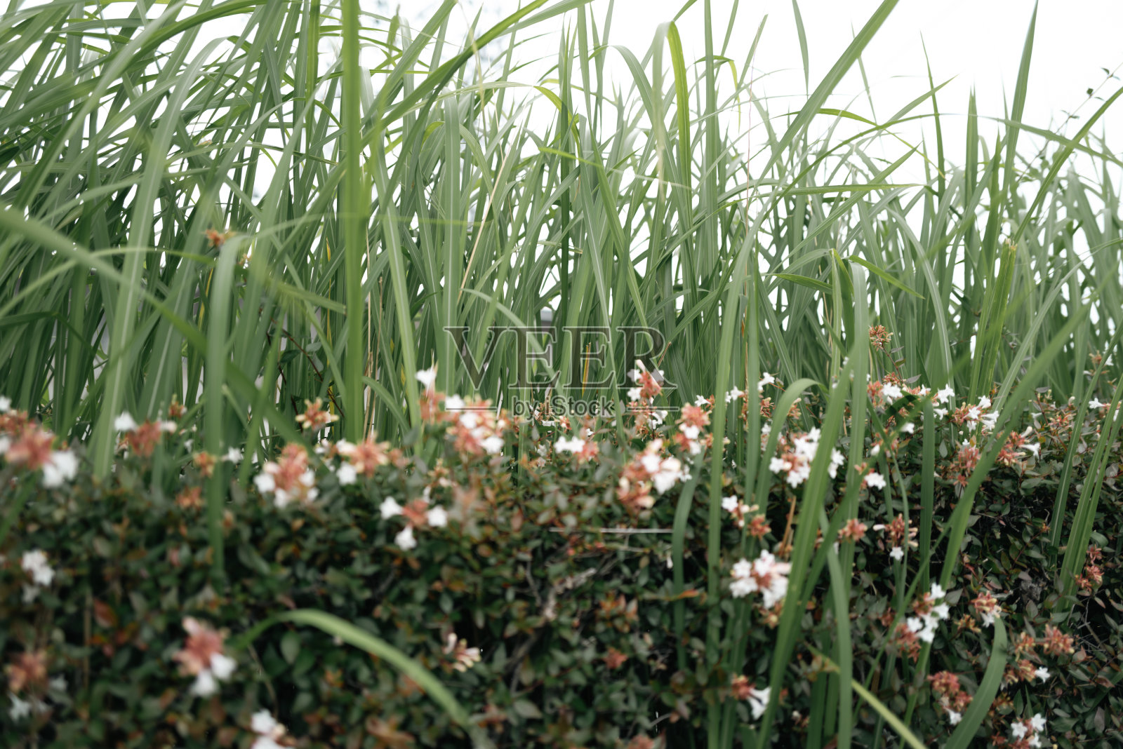 路边盛开着中国柳的材料照片摄影图片