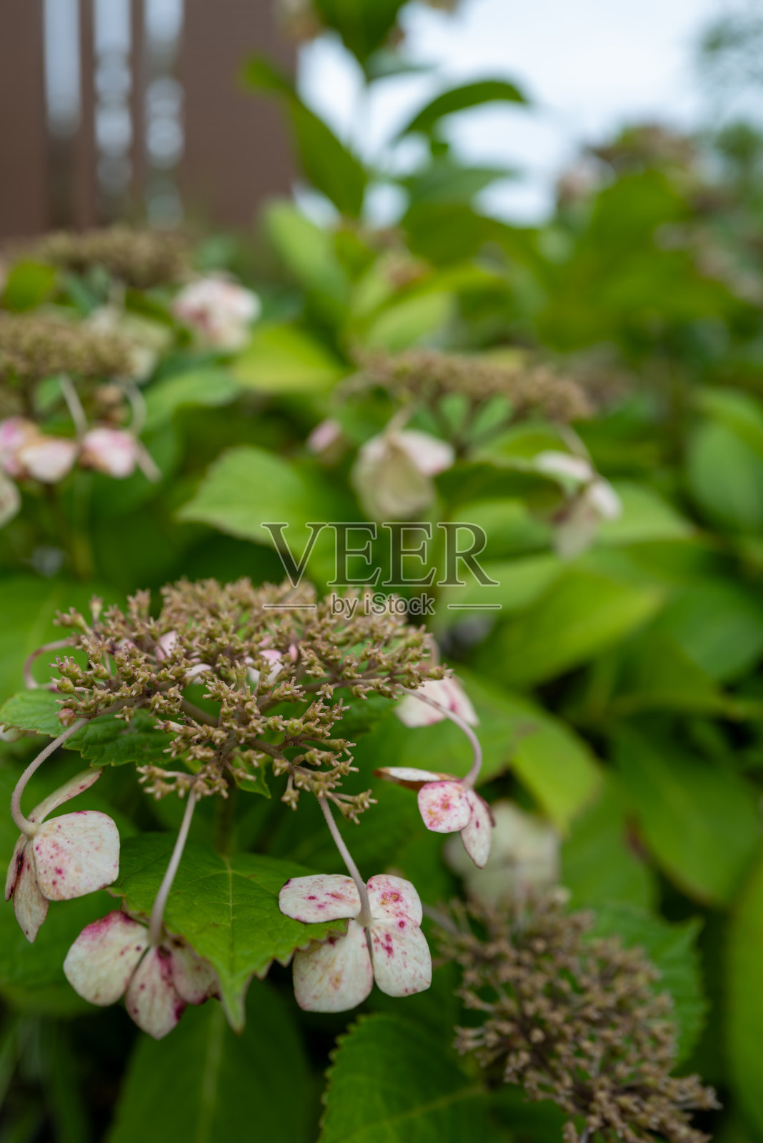 死山绣球花材料照片摄影图片