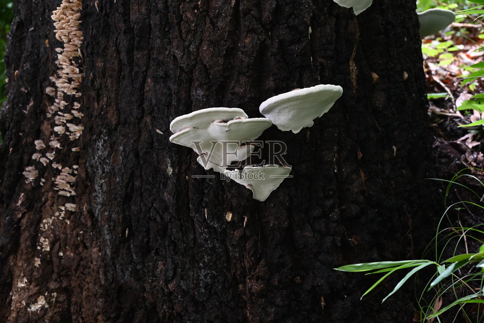 树桩上的多孔菌：多孔菌科真菌照片摄影图片