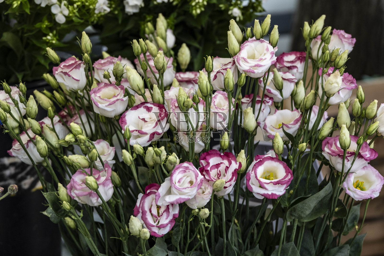 盛开的百合花在绿叶的背景上照片摄影图片