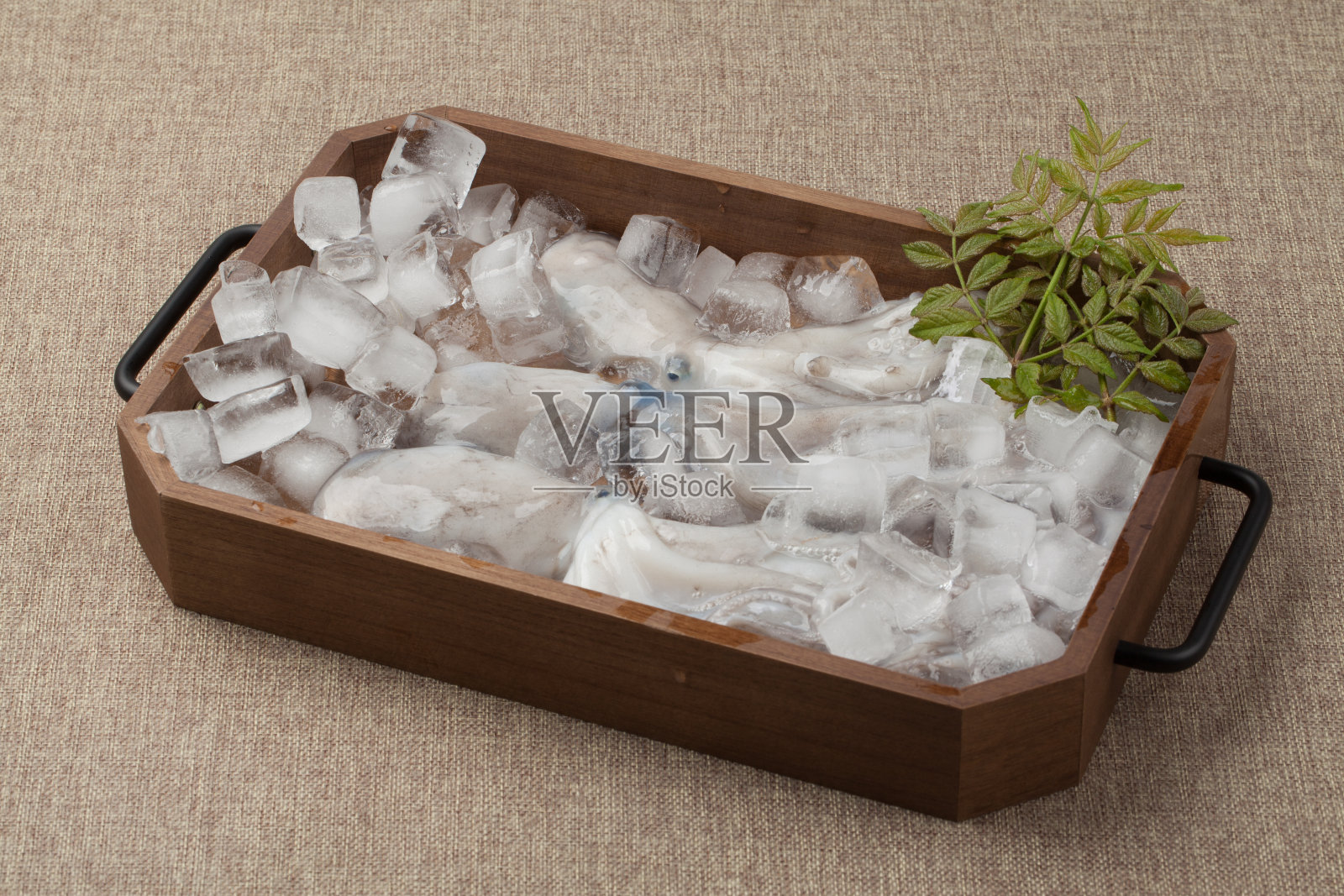 章鱼是软体动物照片摄影图片