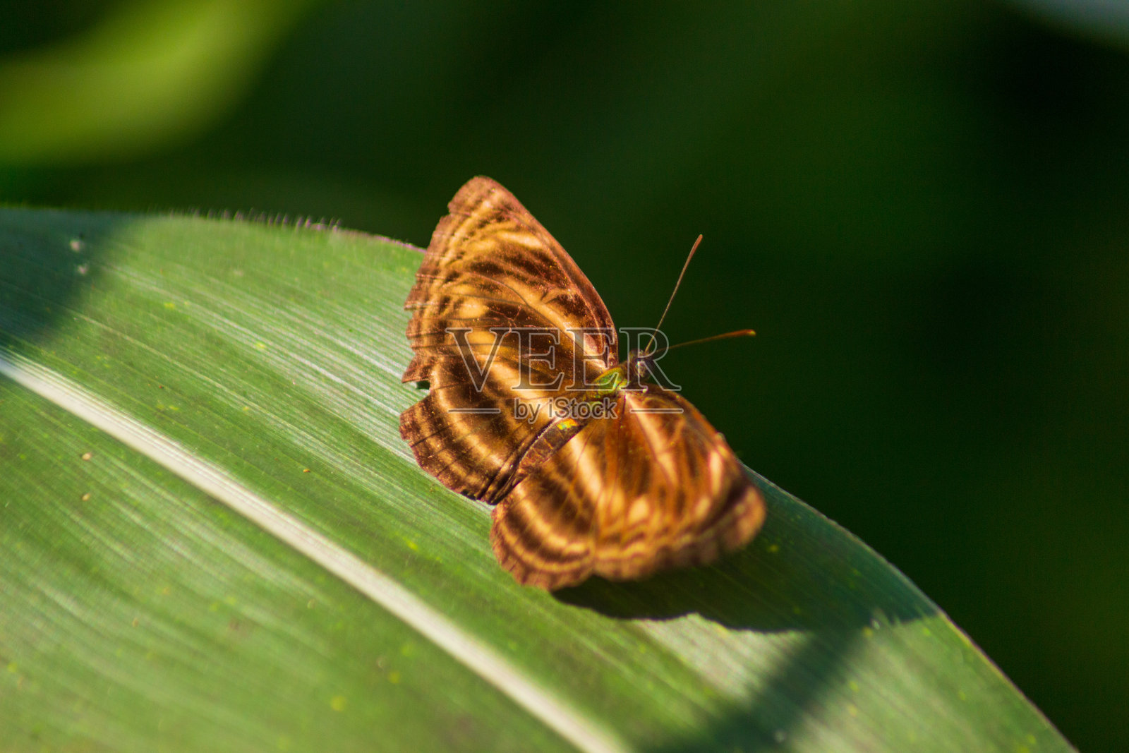 印度尼西亚热带森林的野生景观，高大而绿色的树木照片摄影图片