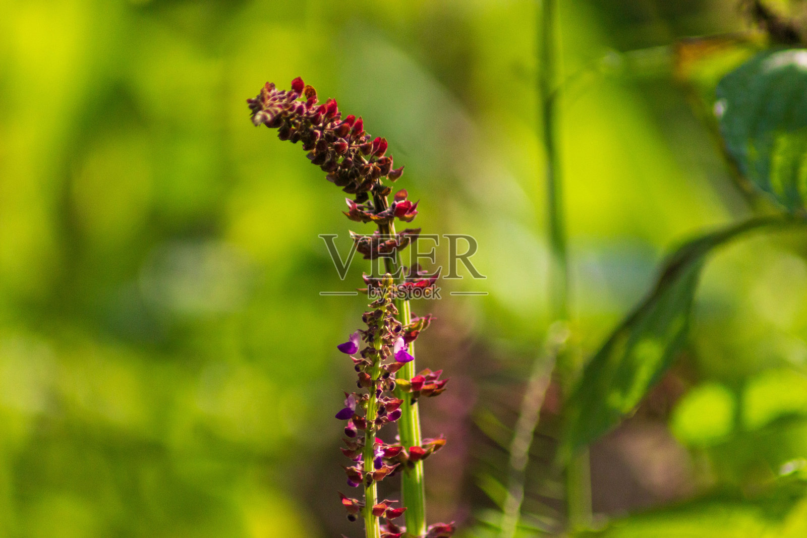 印度尼西亚热带森林的野生景观，高大而绿色的树木照片摄影图片