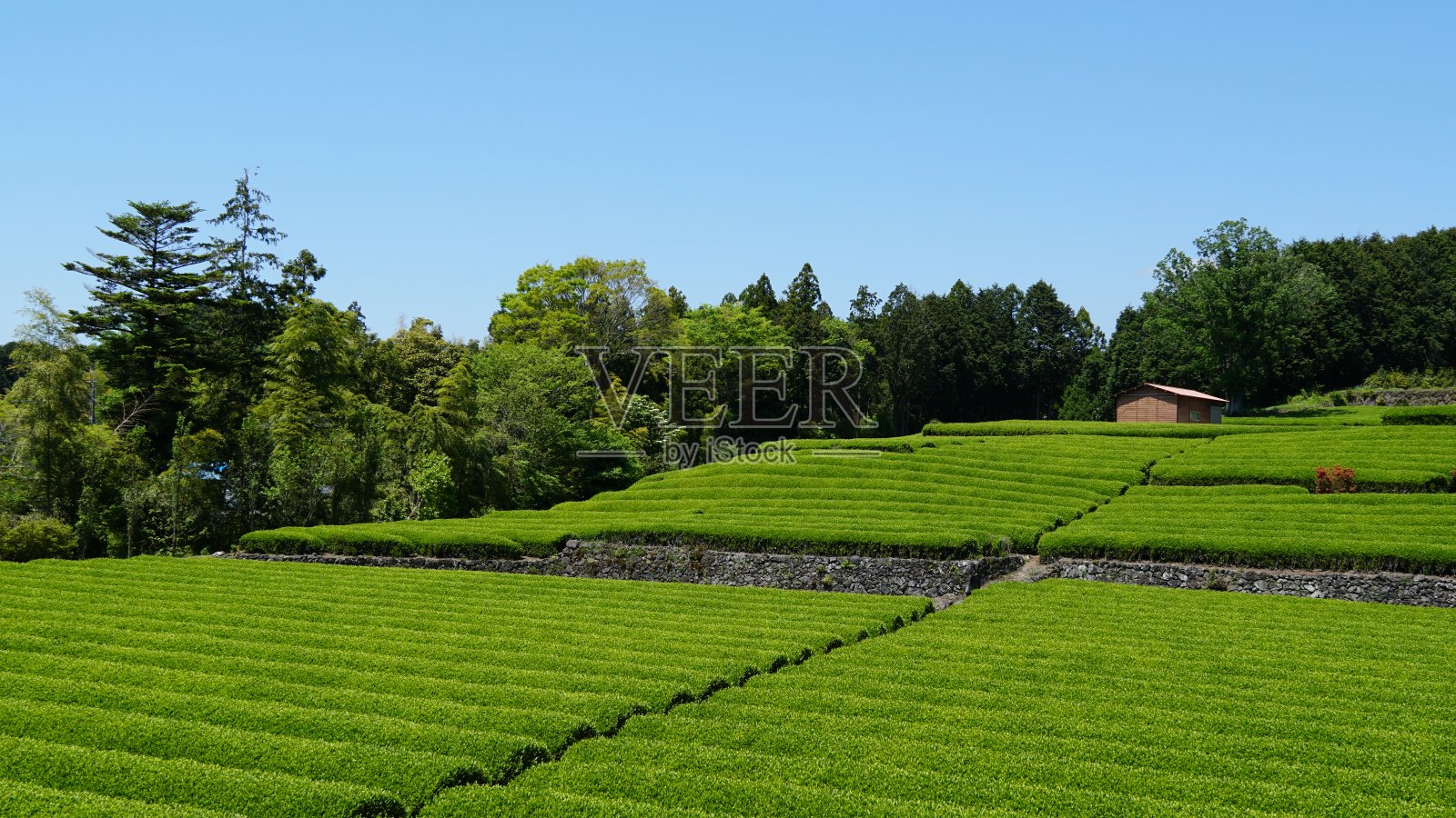 绿茶农场照片摄影图片