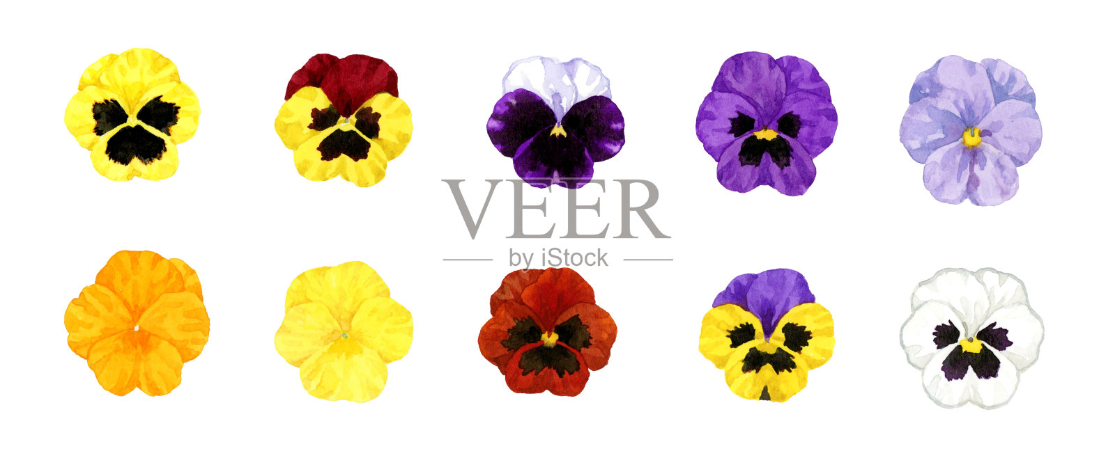 一套彩色三色堇。手绘水彩插图的冬天和春天的花。插画图片素材