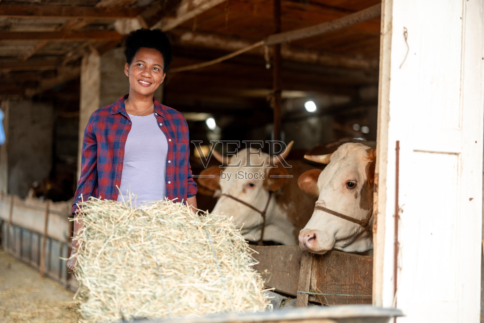 牧场日常工作照片摄影图片