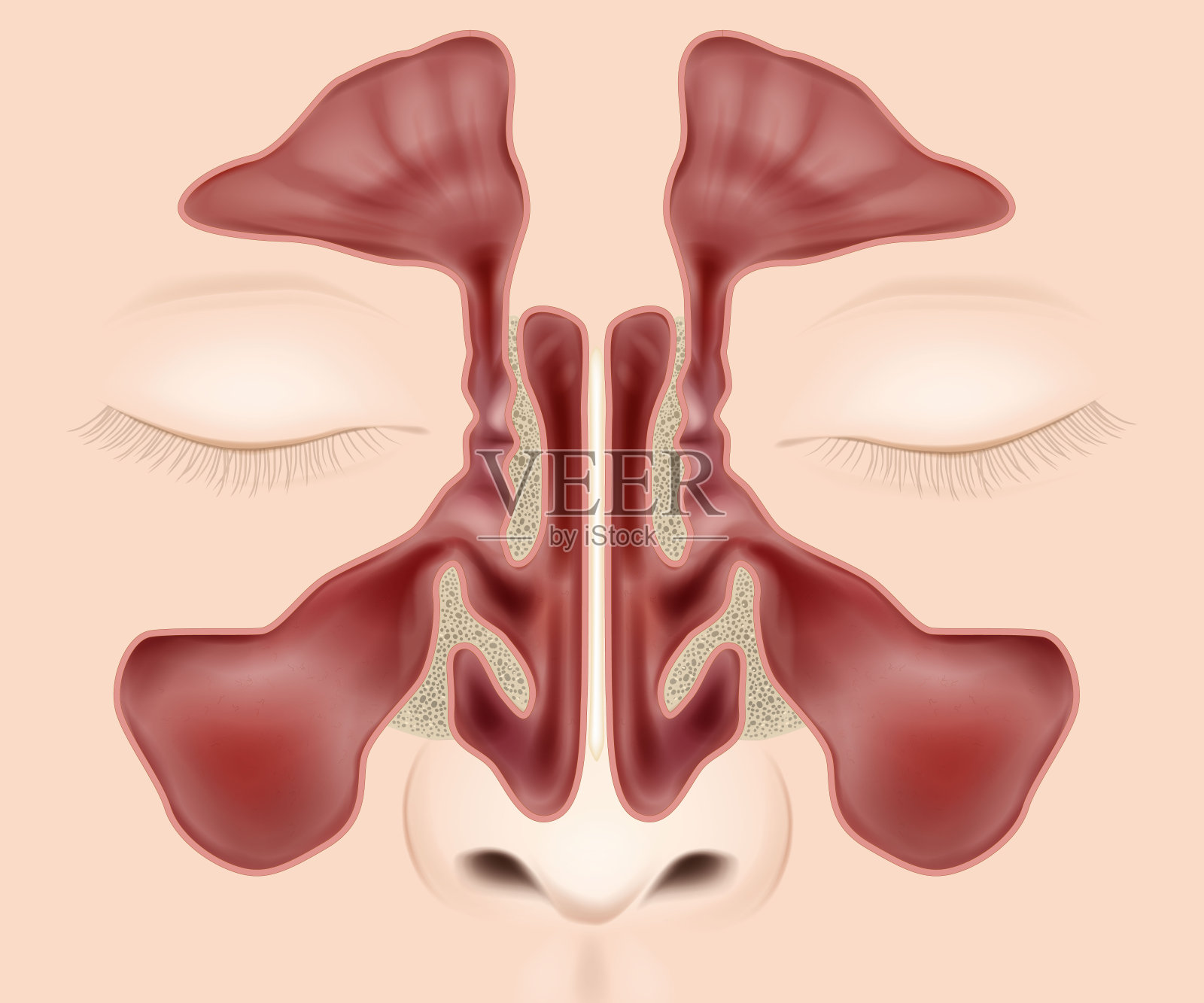 鼻窦解剖医学矢量图。【解剖学】鼻窦。插画图片素材