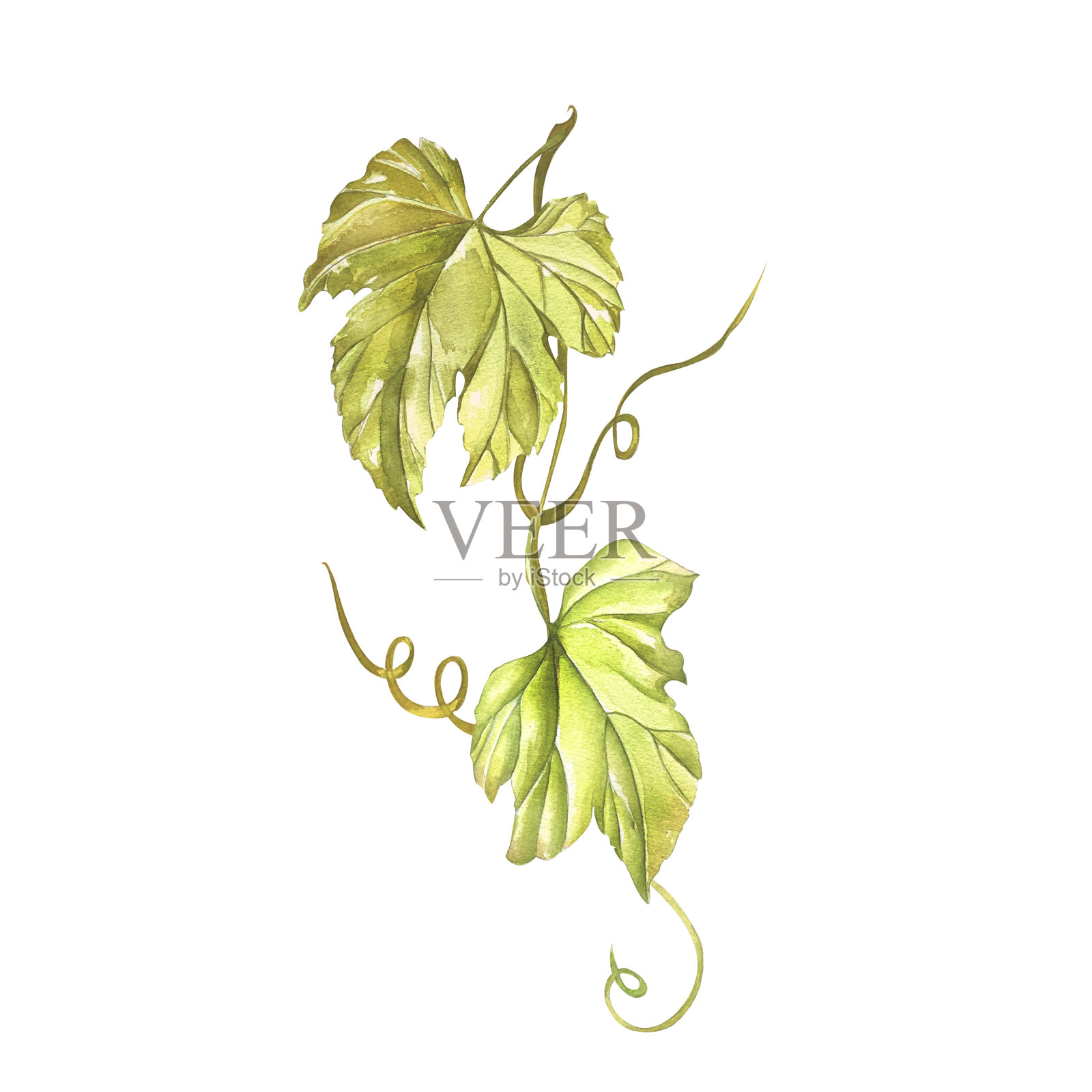 葡萄藤叶手绘水彩插图。葡萄树。孤立的白色背景。采购产品菜单，食谱，酒和果汁标签，名片，明信片，邀请插画图片素材