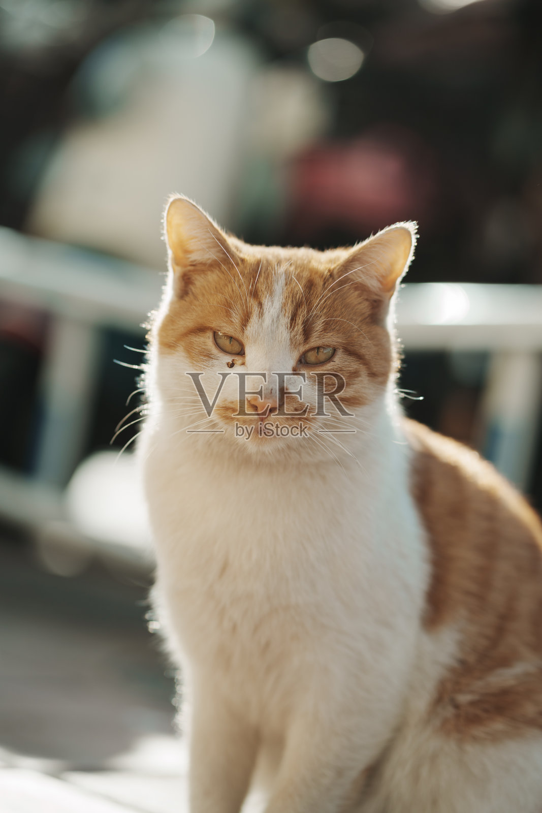 猫蹲在路边照片摄影图片