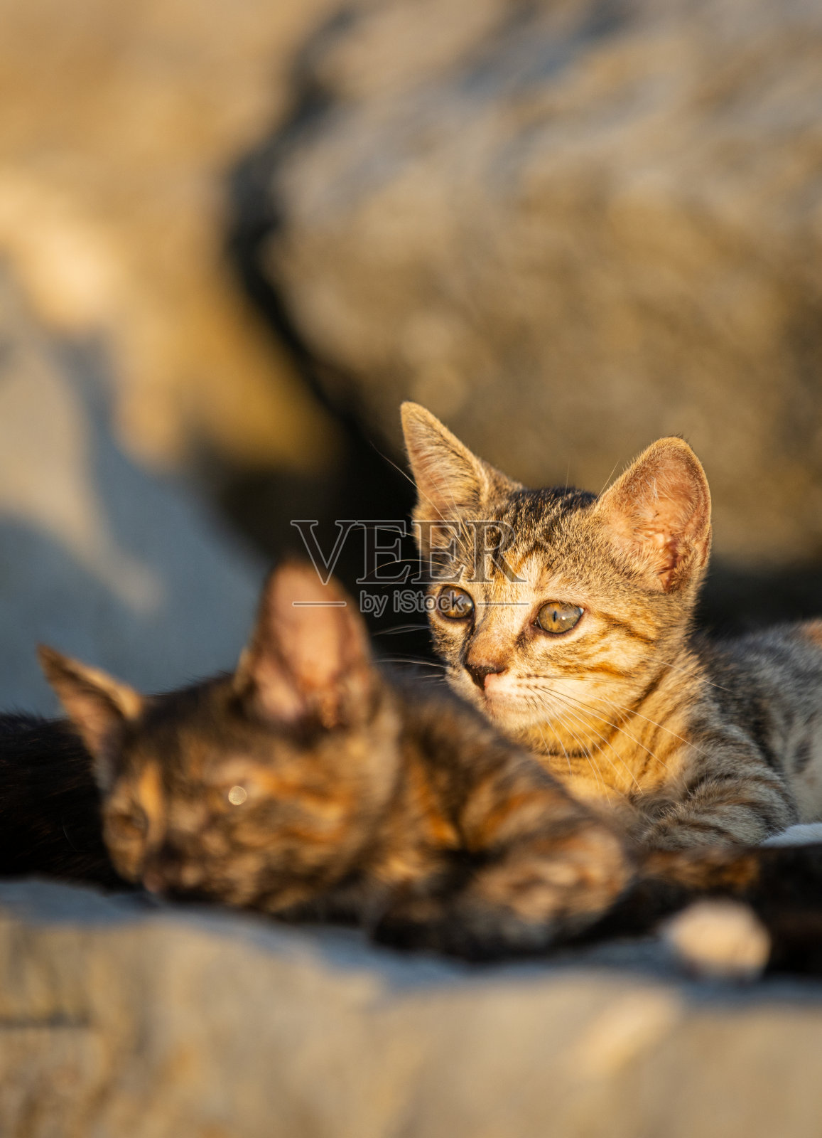 一群流浪小猫，流浪猫家族。照片摄影图片
