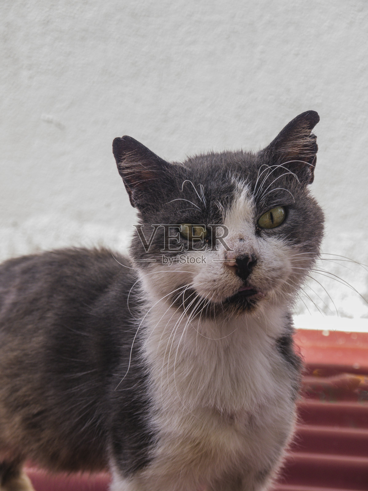 一只流浪猫的肖像，灰色和白色，非常肮脏和饥饿，动物忽视的概念，复制空间照片摄影图片