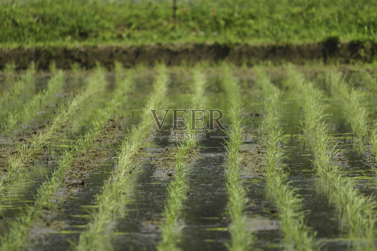 稻田里的水稻种植后，日本人在夏天务农照片摄影图片