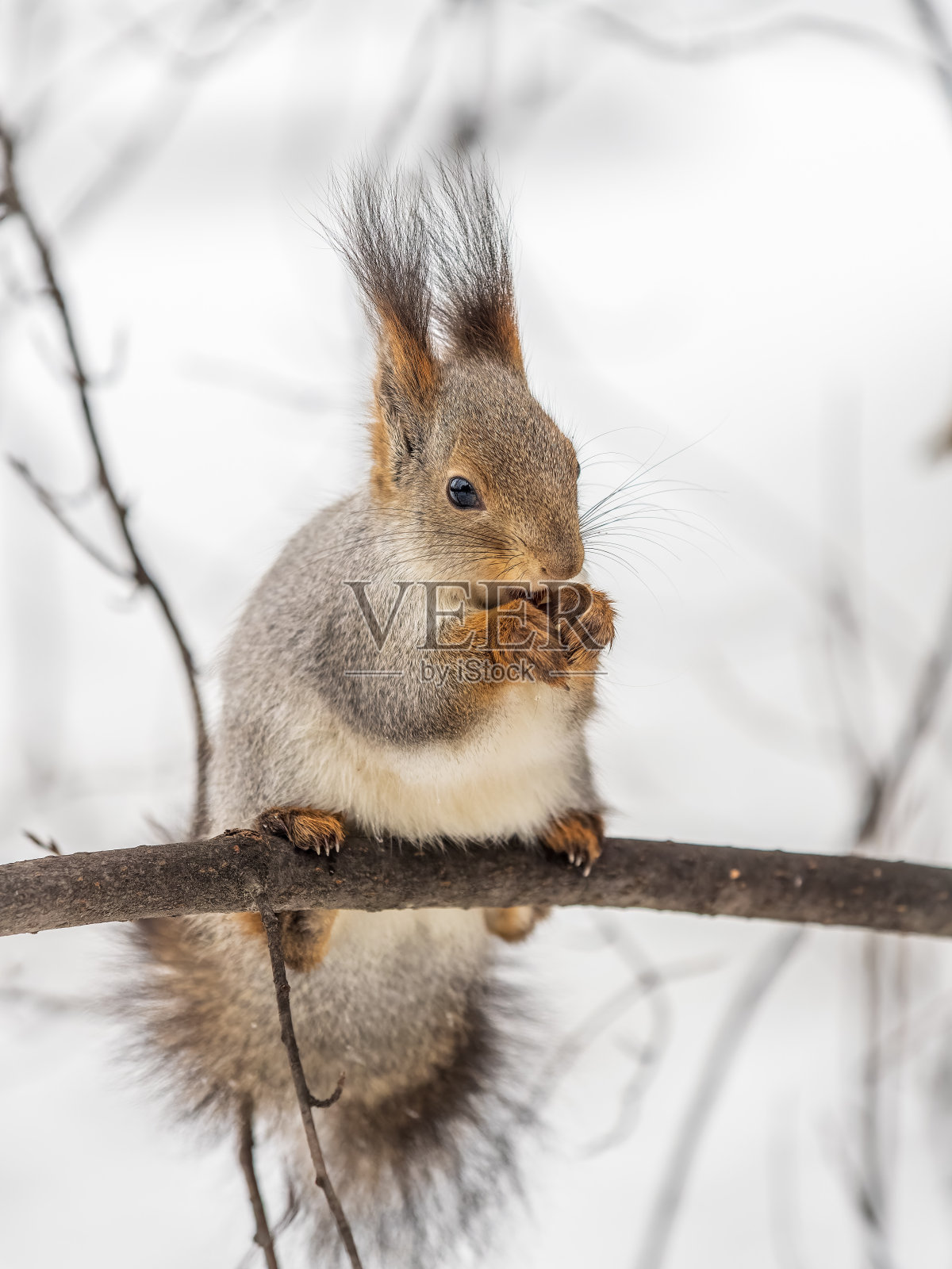 在冬天或深秋，带着坚果的松鼠栖息在树上。照片摄影图片