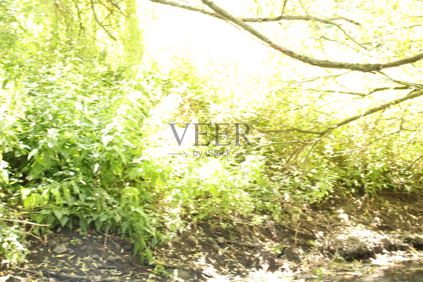 草和树照片摄影图片