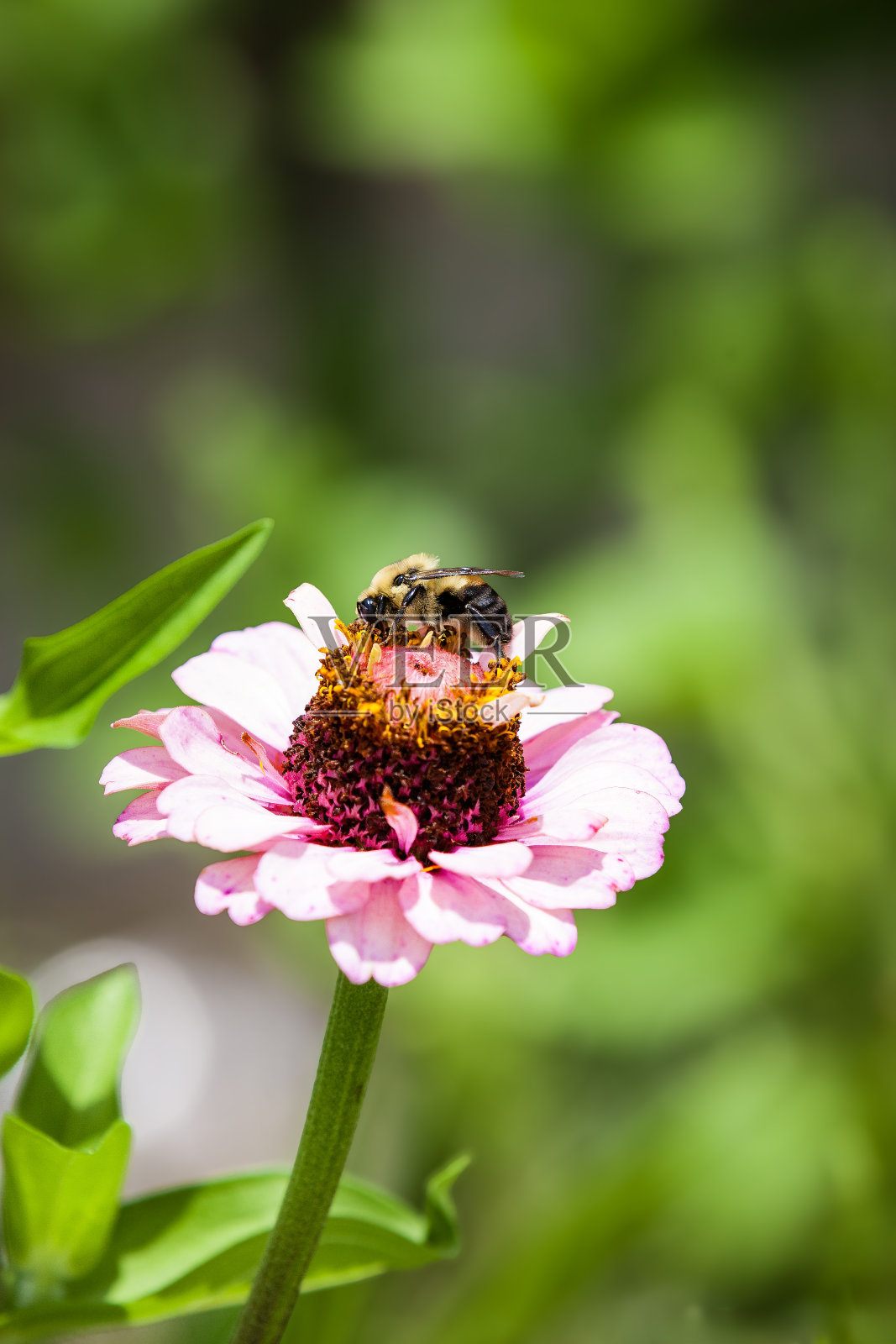 蜜蜂在花上照片摄影图片