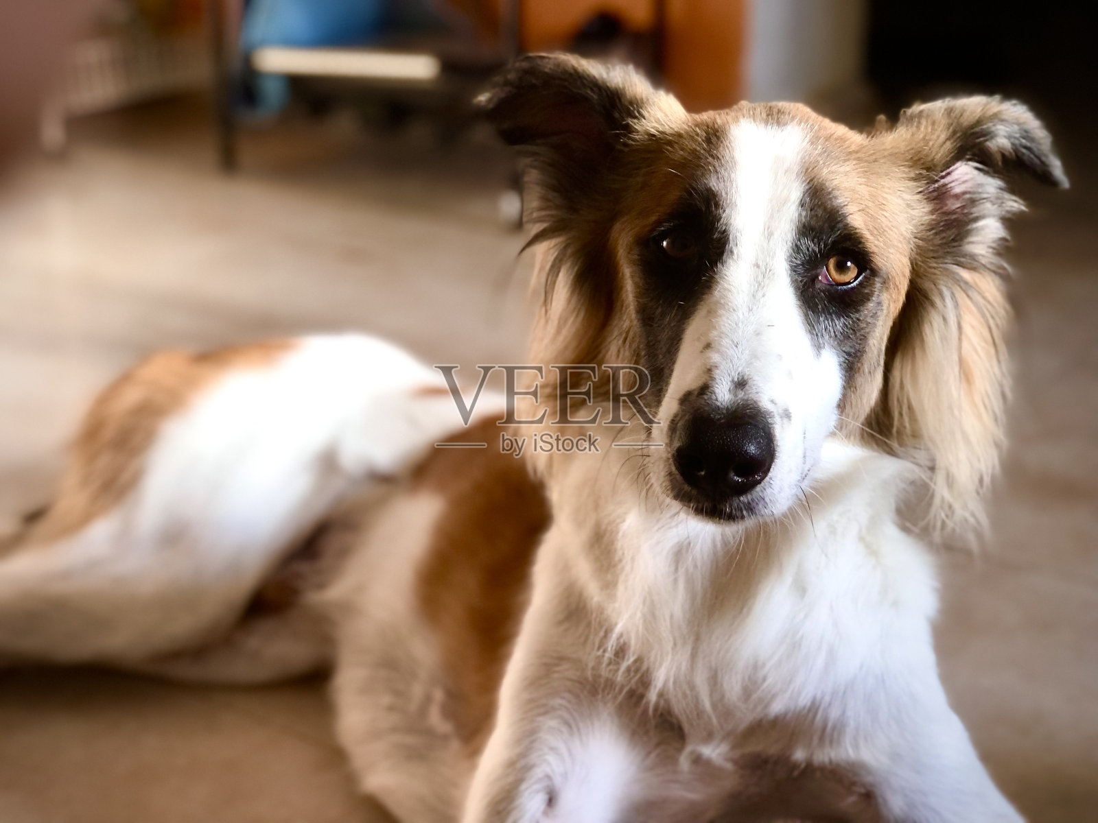 棕色和白色狗狗躺卧照片摄影图片