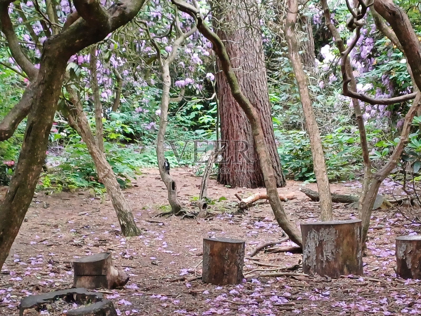 汉堡城市公园配松鼠照片摄影图片