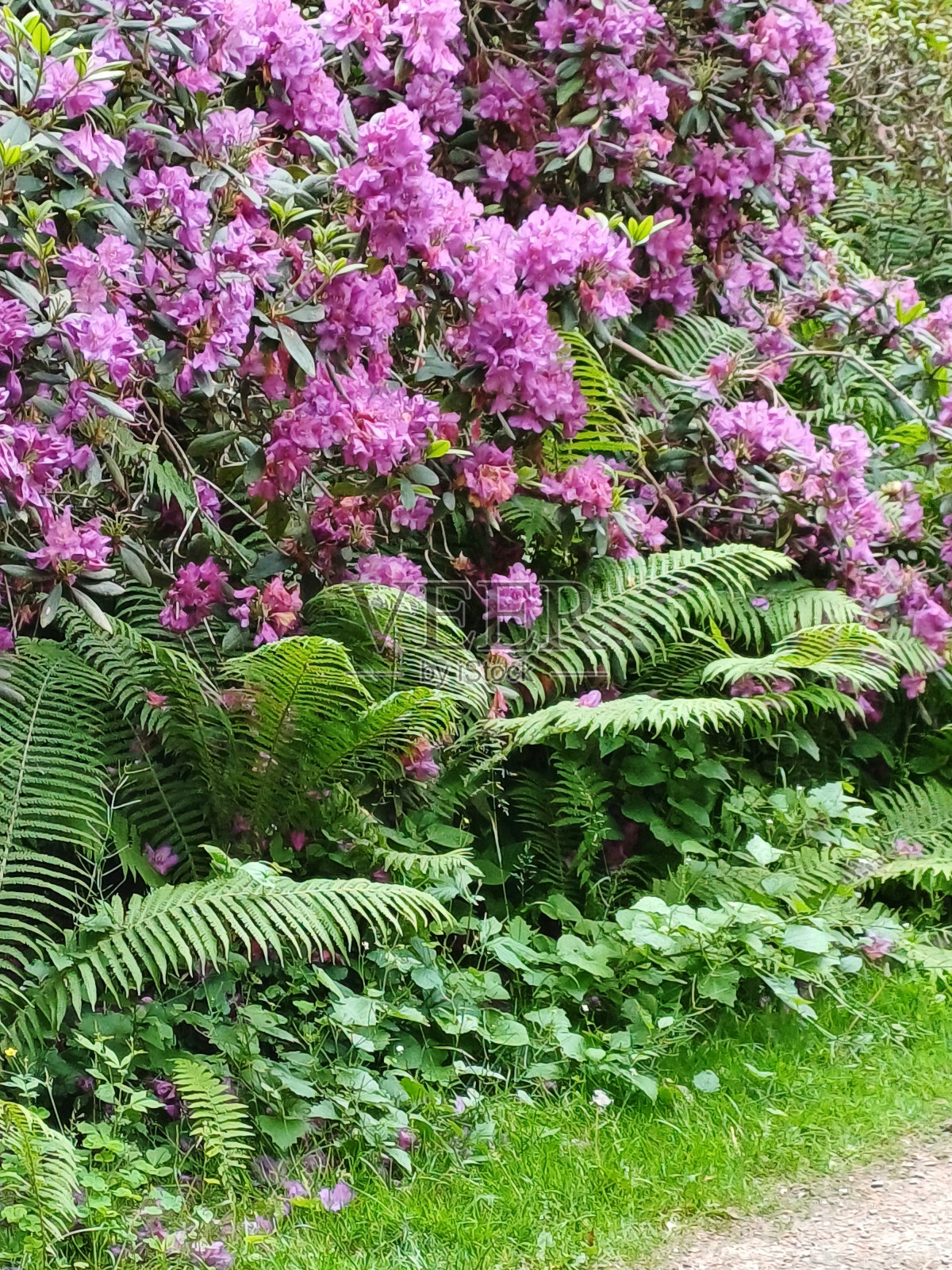 汉堡城市公园的杜鹃花照片摄影图片