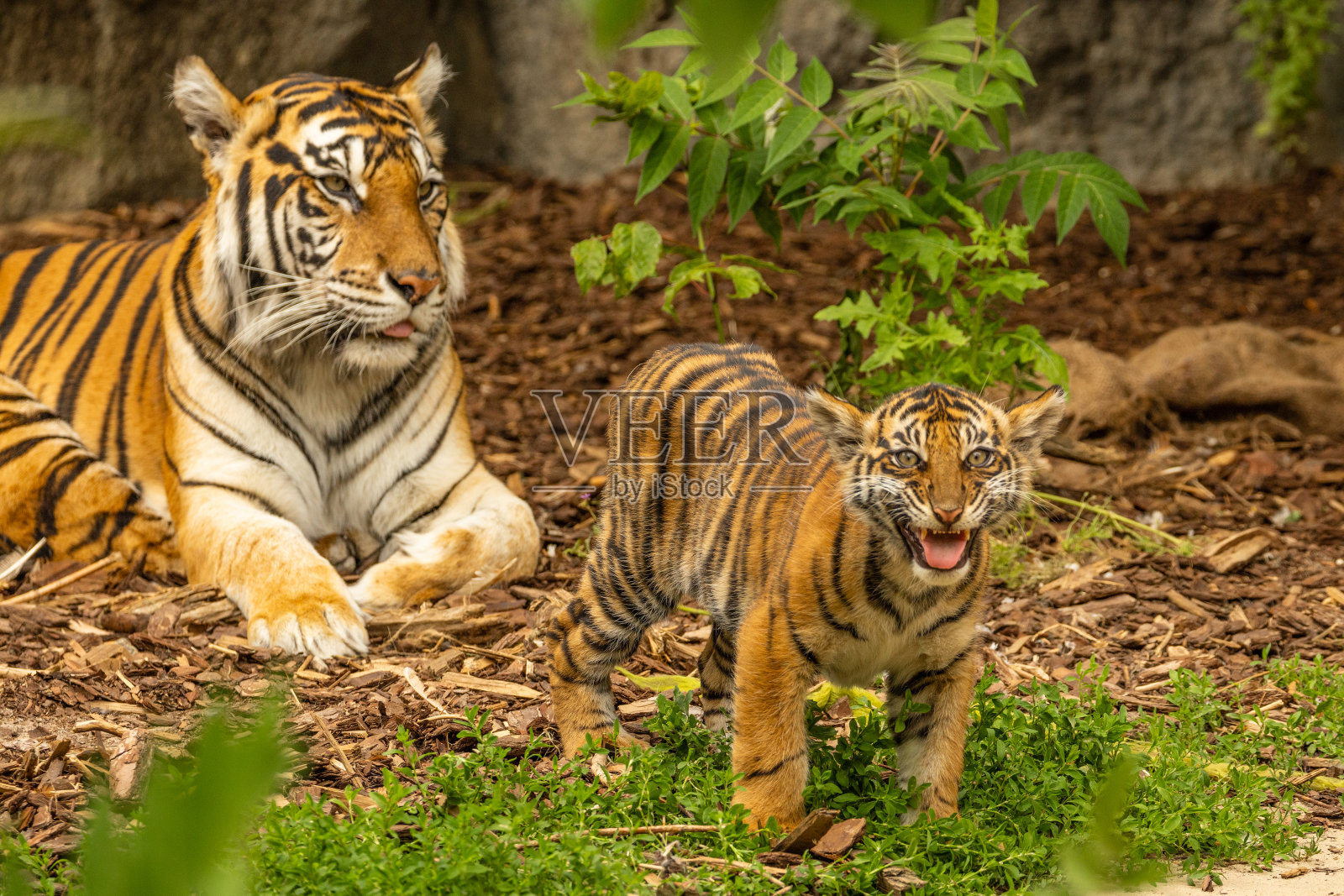 小老虎正在和他的妈妈玩耍，苏门答腊虎Panthera tigris照片摄影图片