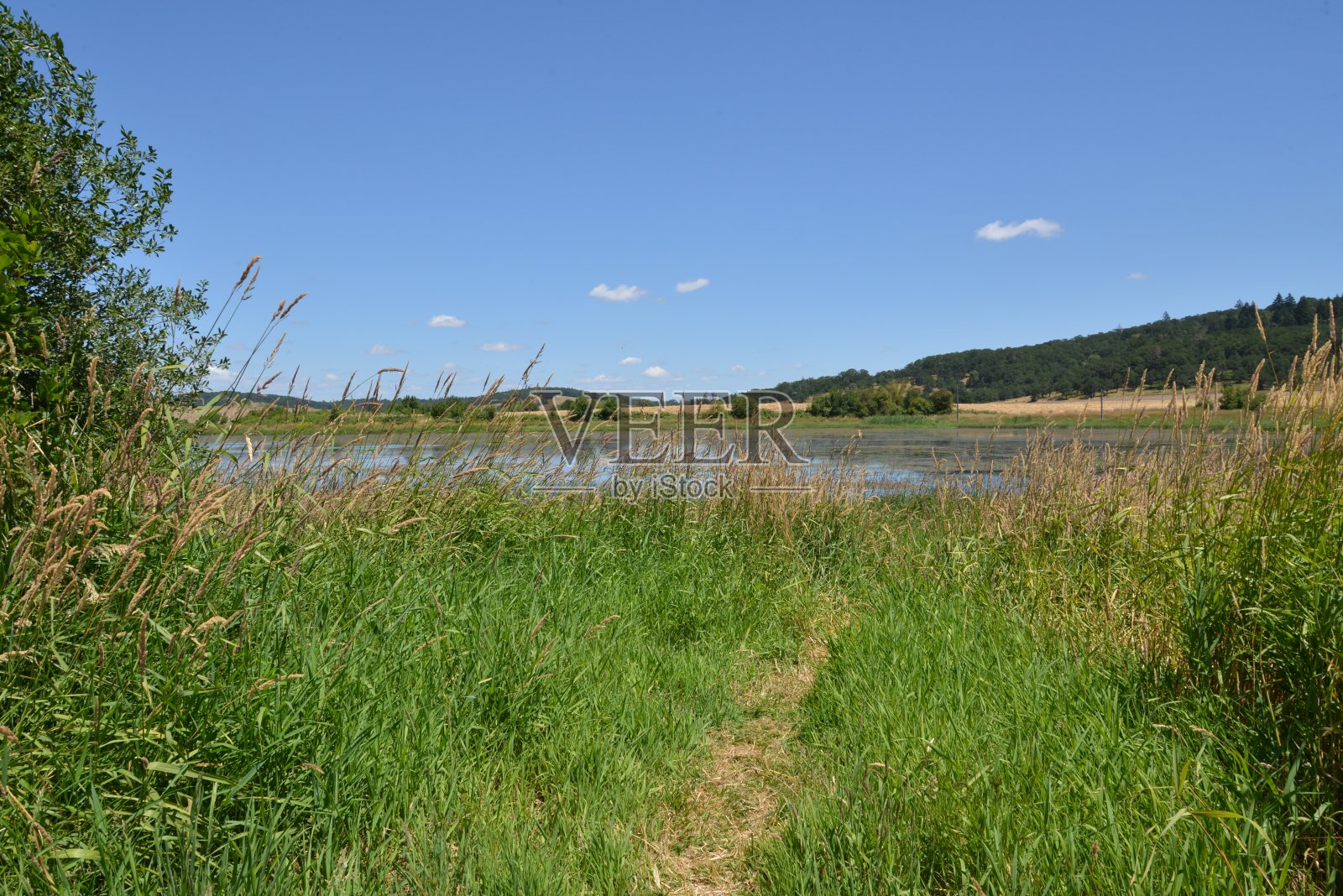在一个清澈的湖前，郁郁葱葱的草地和树叶照片摄影图片