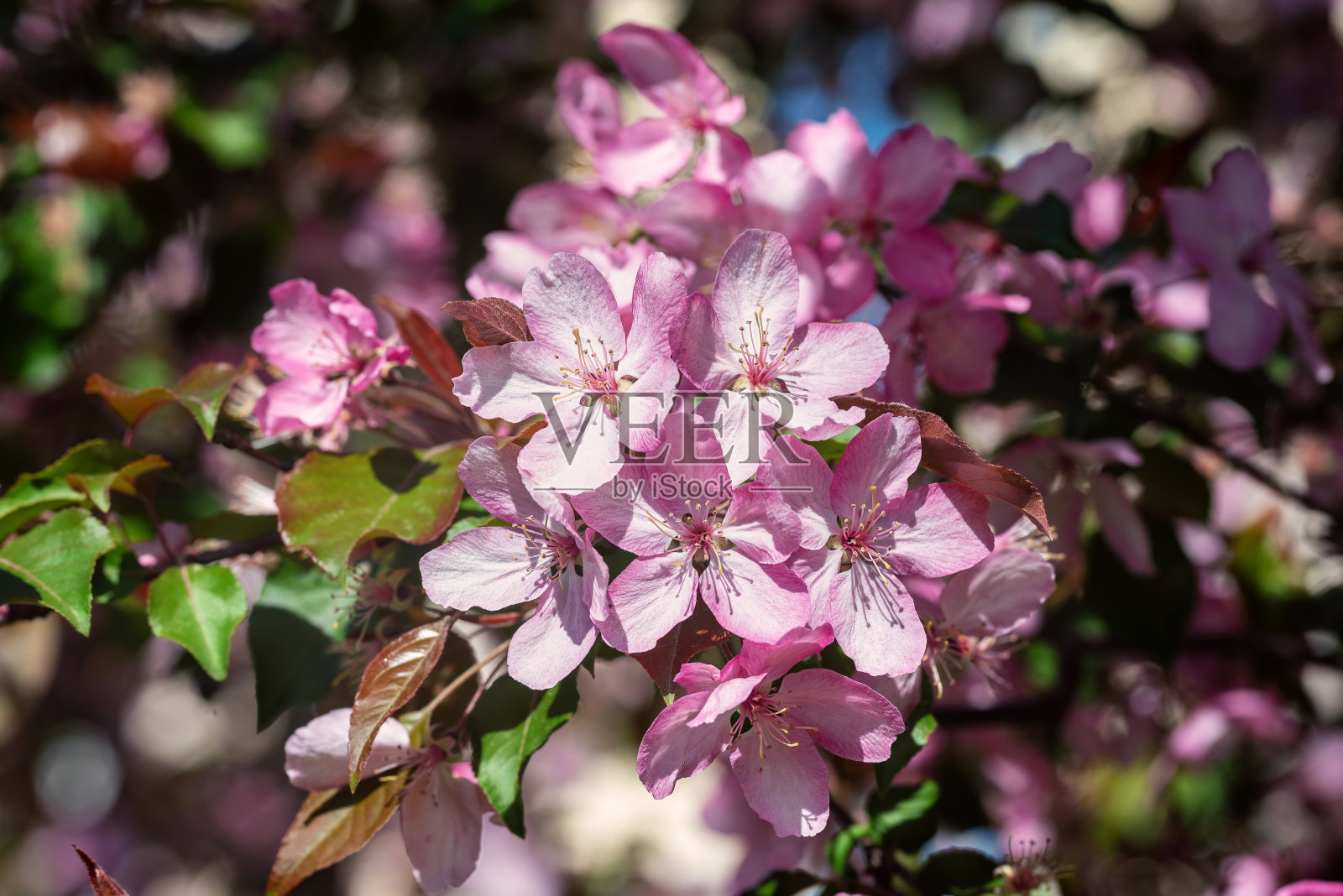 粉红色的苹果在春天的花园里开花。照片摄影图片