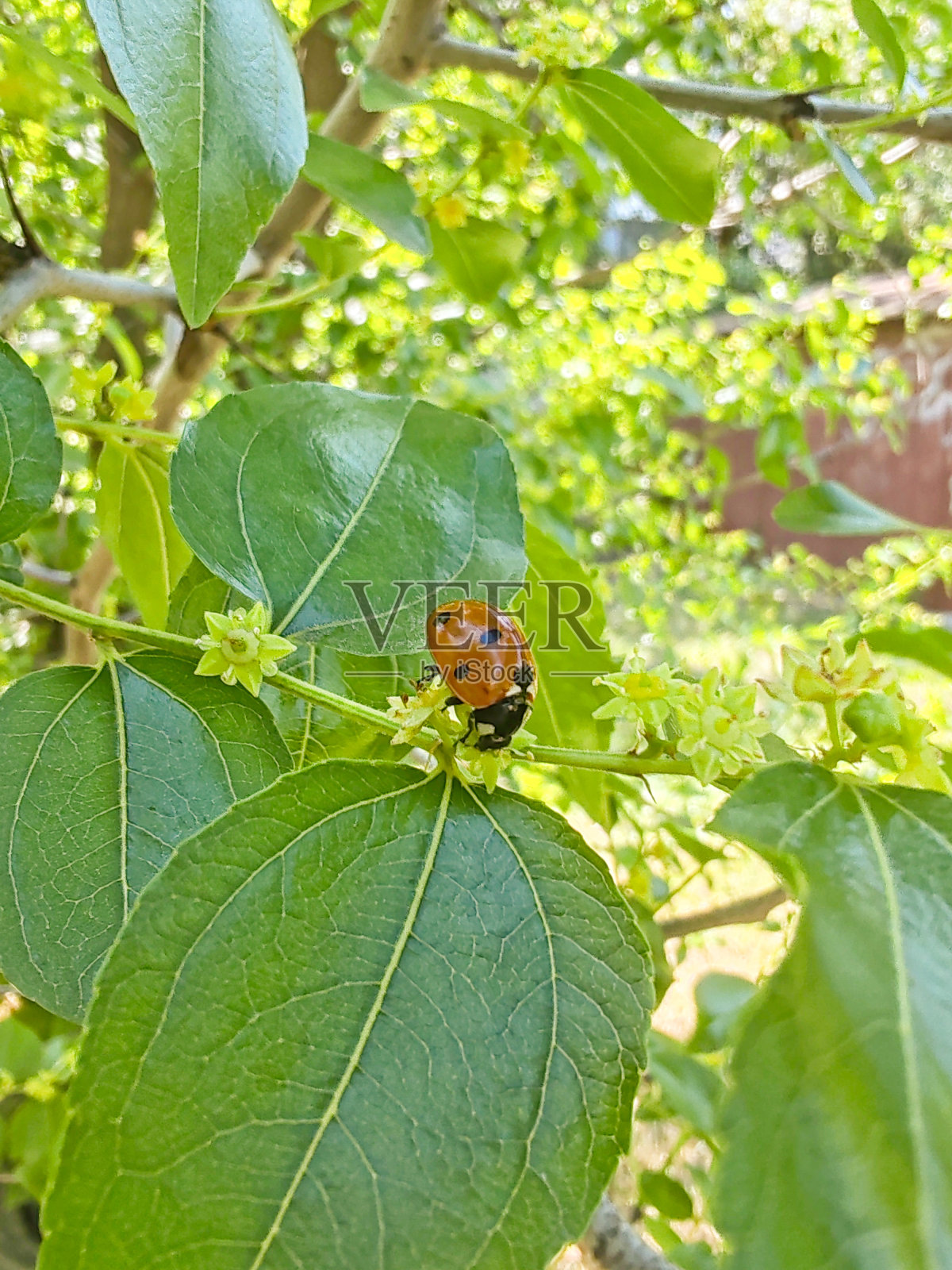 甜点枣，夏季开花树。树上的瓢虫。照片摄影图片