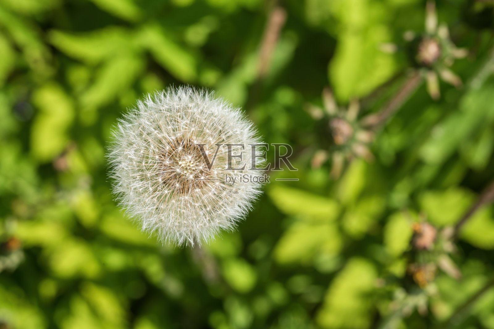 绿色背景上的白色蒲公英。照片摄影图片