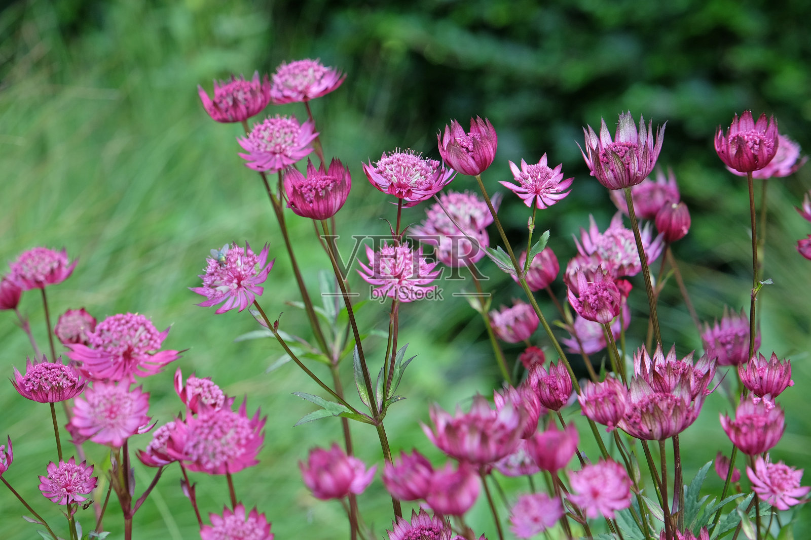 红色阿斯特拉提亚大红葡萄酒，或红葡萄酒大师的花。照片摄影图片