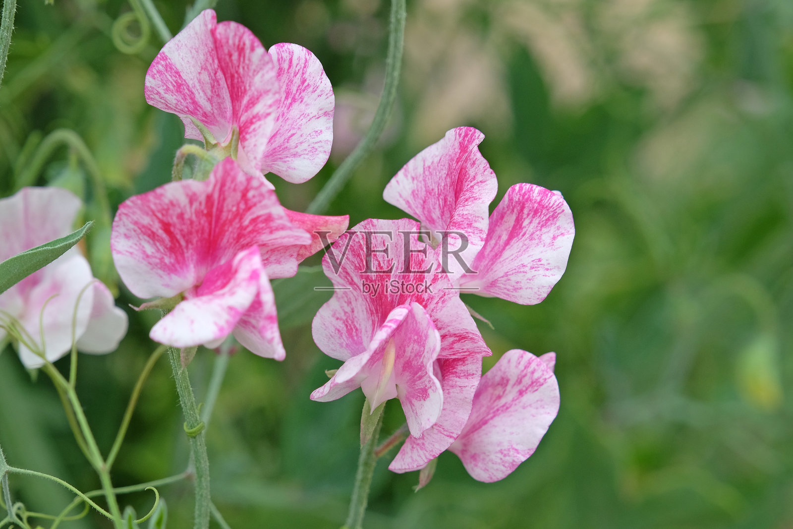 粉红色和白色的杂色花，花中的甜豌豆。照片摄影图片