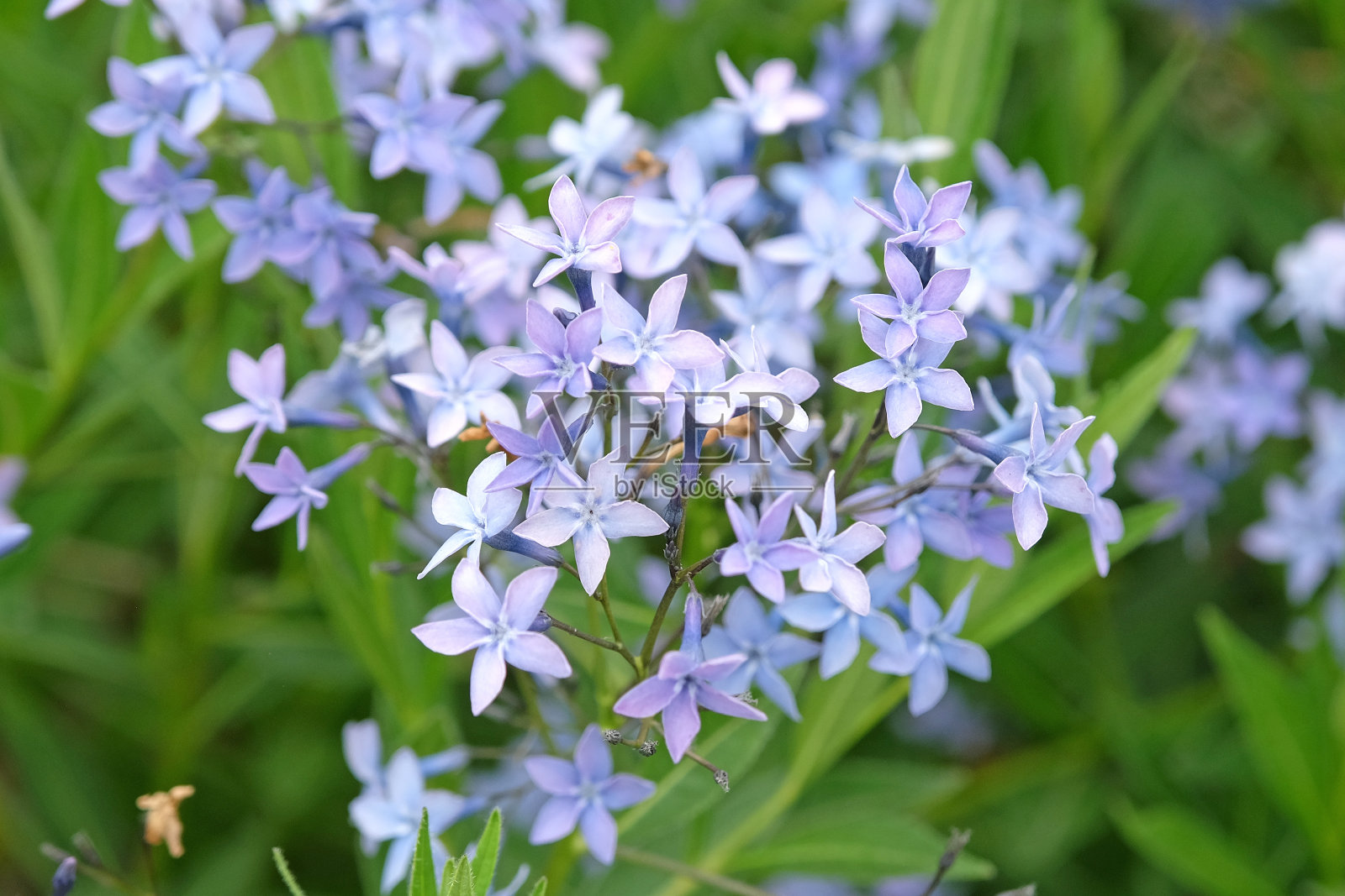 浅蓝色东方蓝星，花中。照片摄影图片
