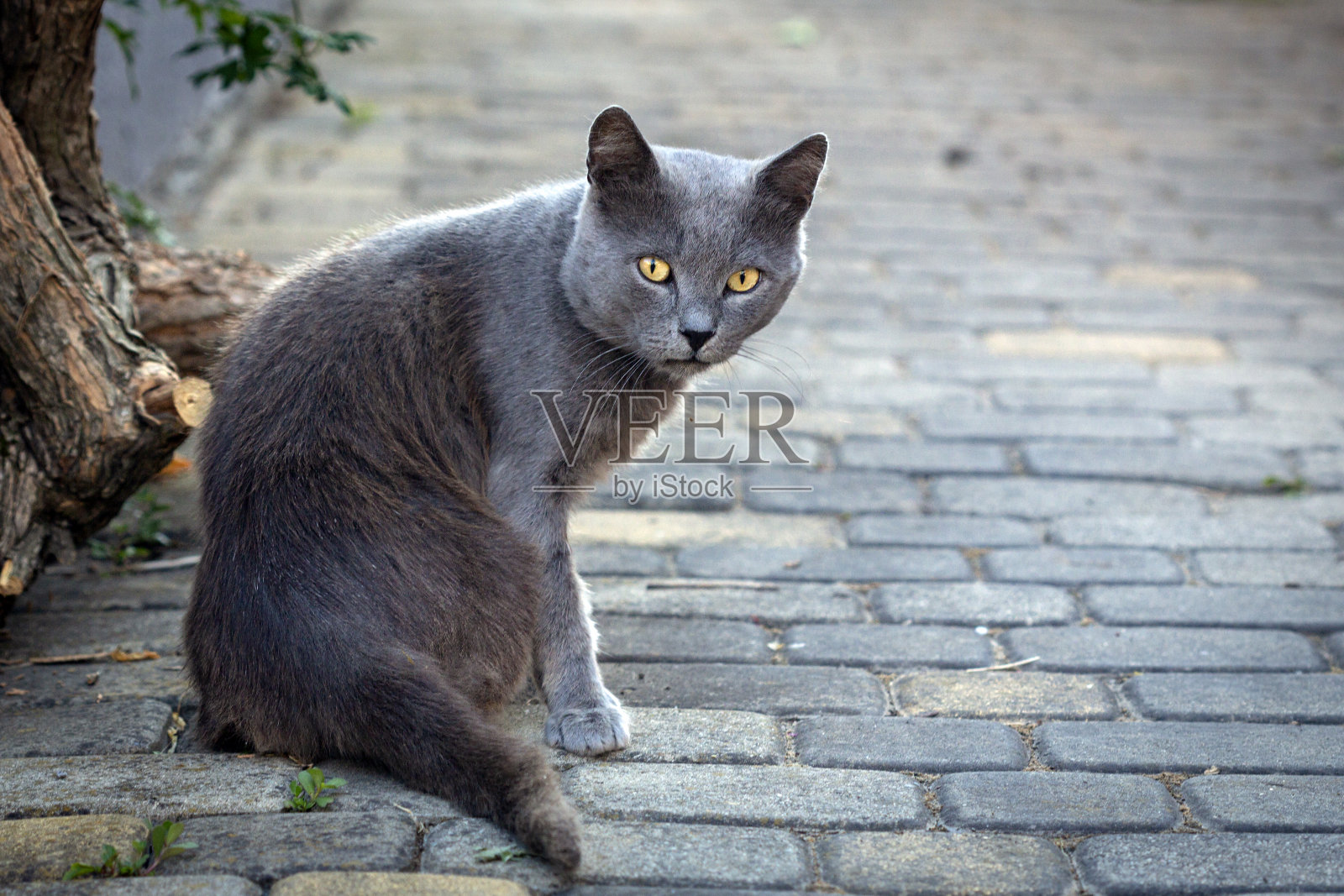 一只流浪猫在夏天的户外…路边的猫照片摄影图片