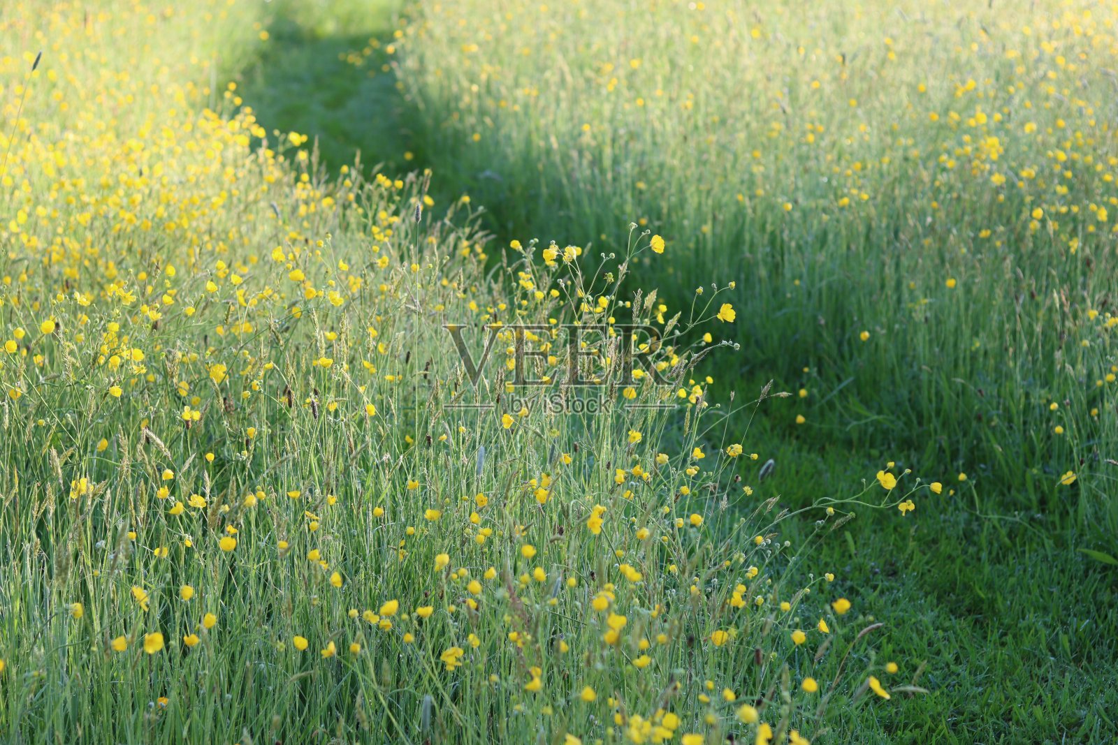 蜿蜒穿过毛茛草地的小路照片摄影图片