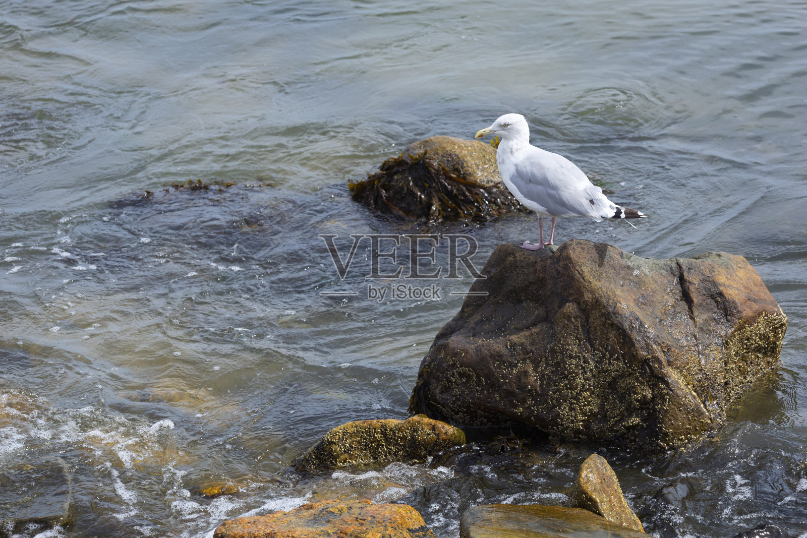 一只海鸥栖息在康涅狄格州长岛海峡的一块岩石上。照片摄影图片