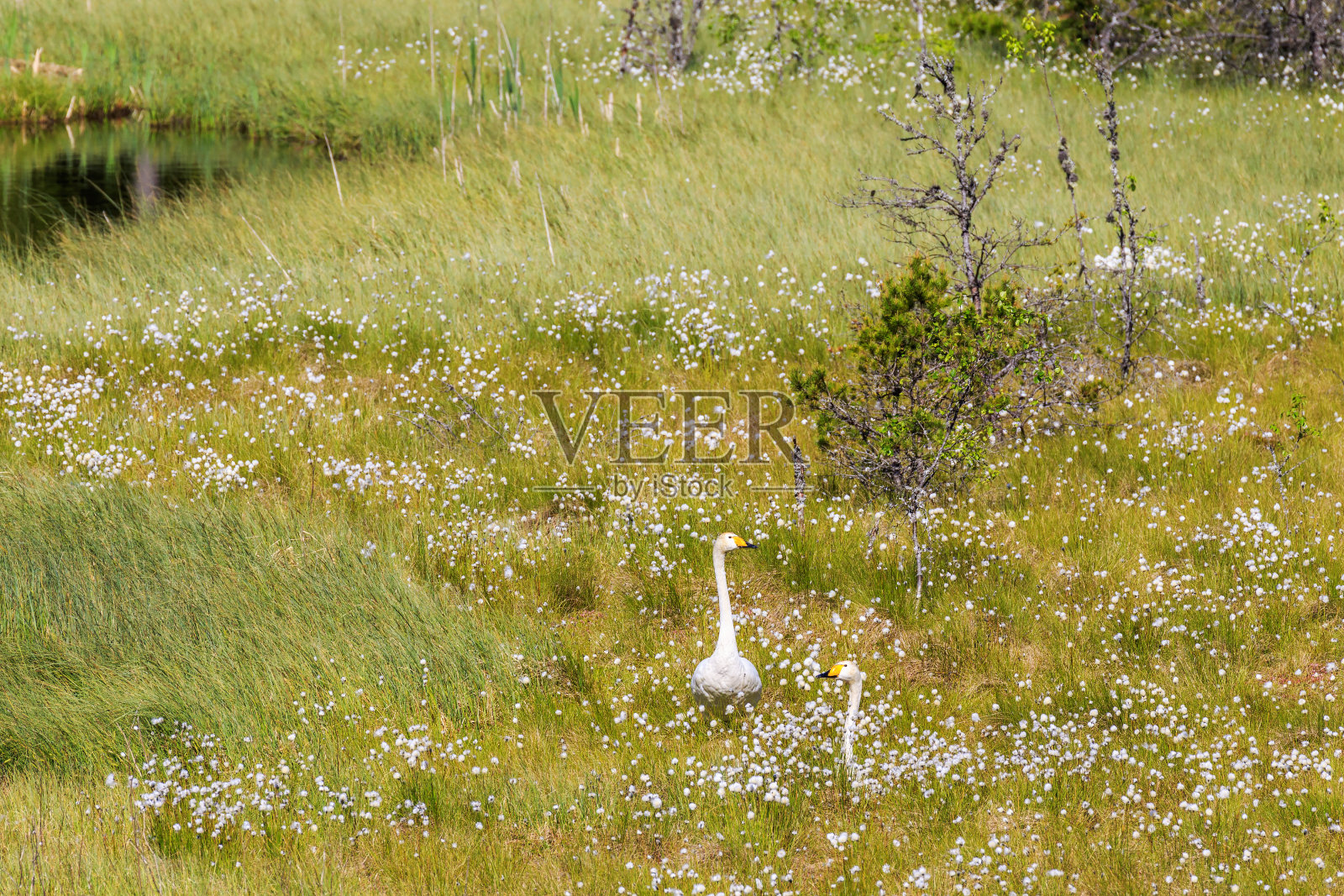 一对大天鹅在荒野的泥潭上照片摄影图片