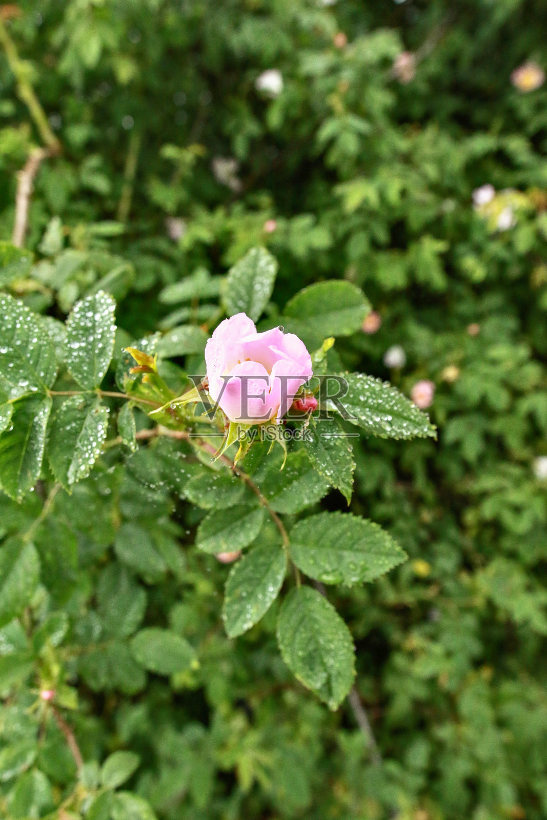 玫瑰照片摄影图片