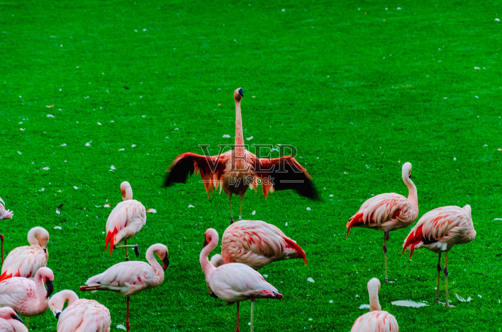 在郁郁葱葱的绿色栖息地中，一群优雅的火烈鸟在宁静的池塘旁安详地聚集照片摄影图片
