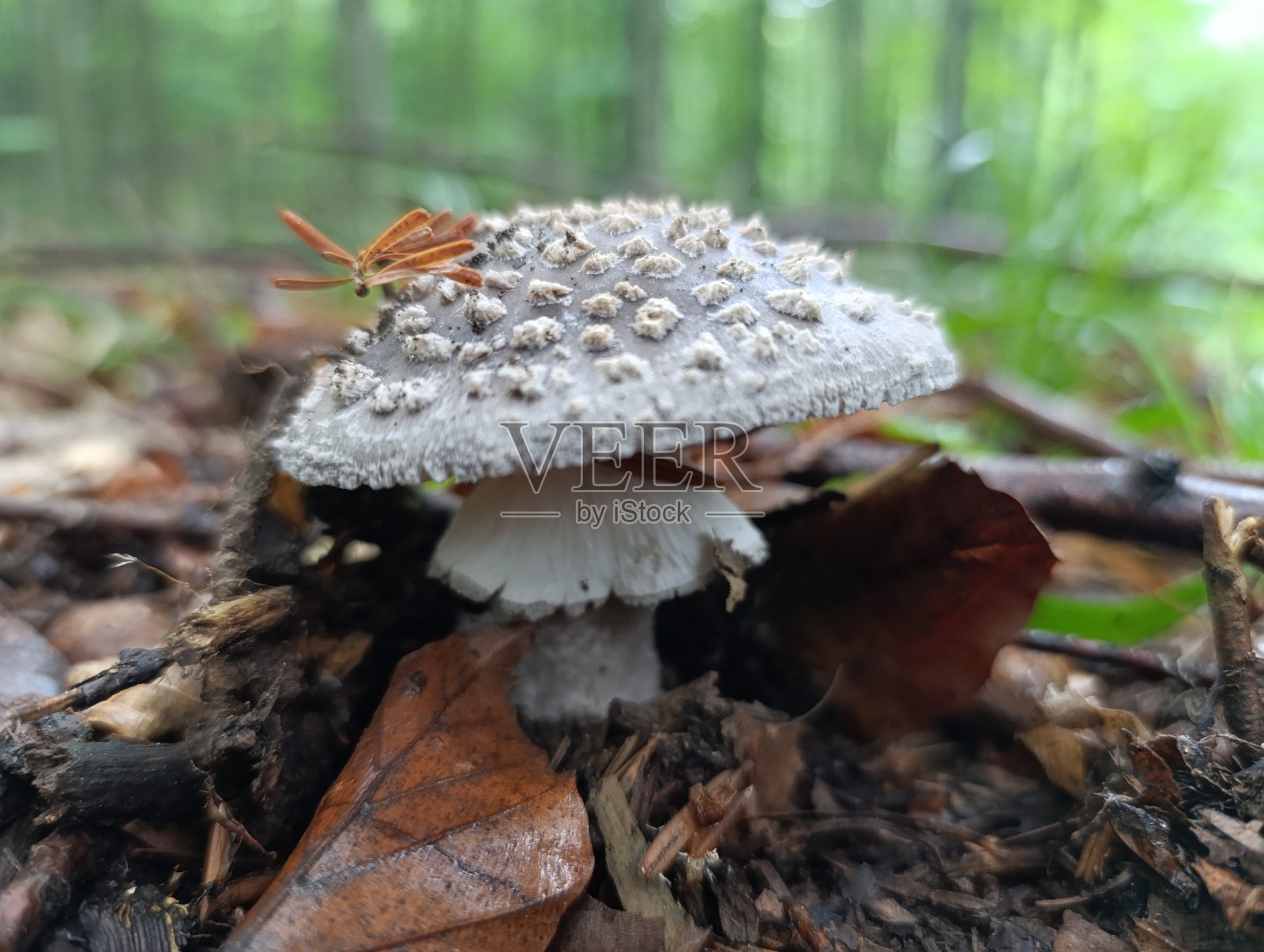 宏观-森林-欧洲，罗马尼亚照片摄影图片