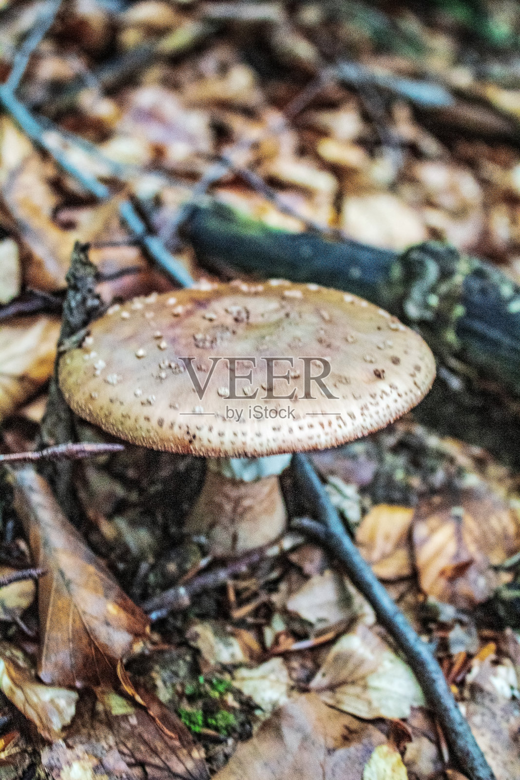 宏观-森林-欧洲，罗马尼亚照片摄影图片