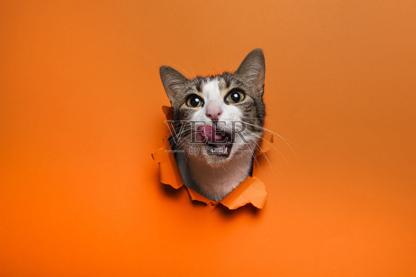 可爱的猫穿洞纸背景照片摄影图片