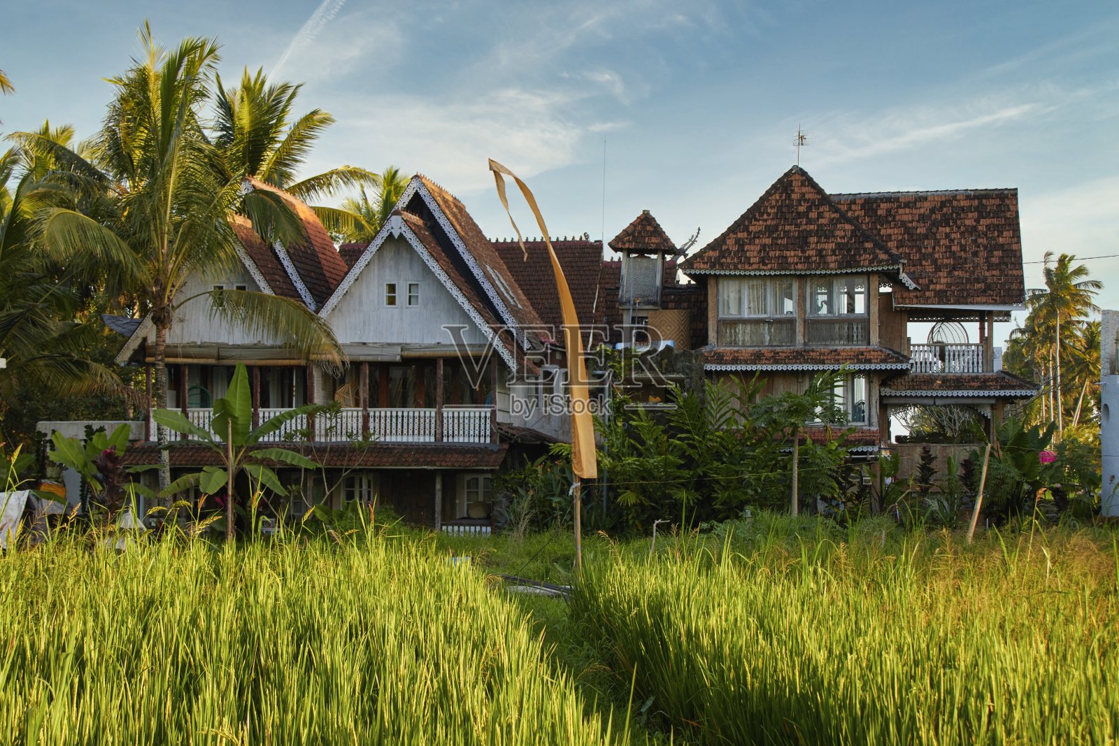稻田旁的巴厘乡间房子。热带乡村郁郁葱葱的绿地照片摄影图片