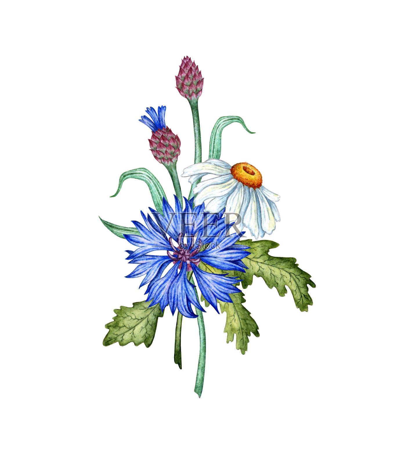 洋甘菊矢车菊花蕾水彩花束插画图片素材